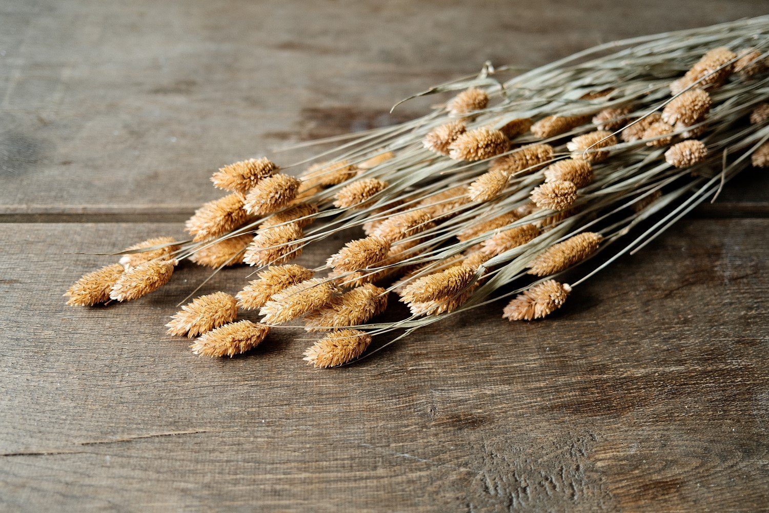 cm, ca. Trockenblume NaDeco gefrostet getrocknet Phalaris im Bund 60 lachs