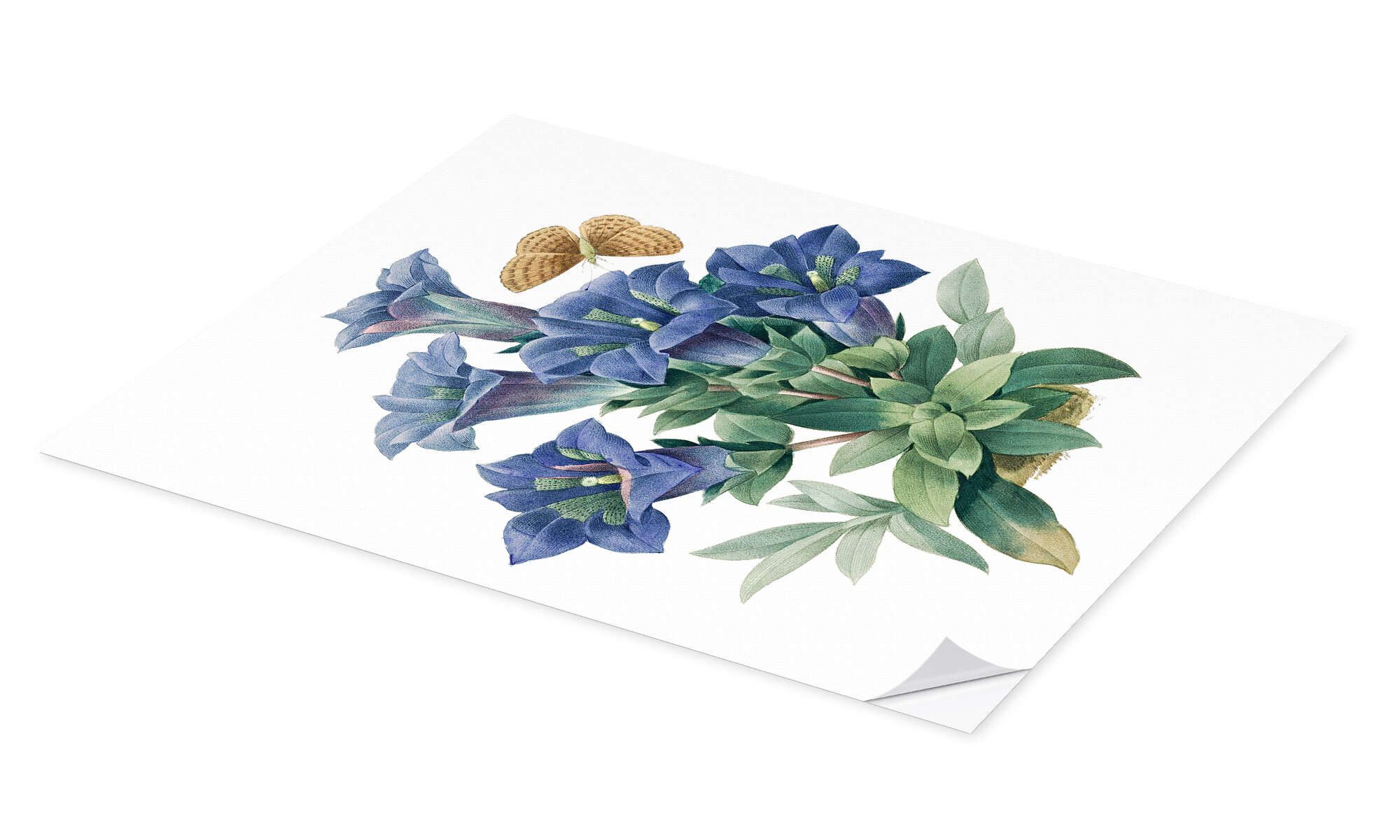 Posterlounge Wandbild Kochscher Enzian (Gentiana acaulis), günstig online kaufen