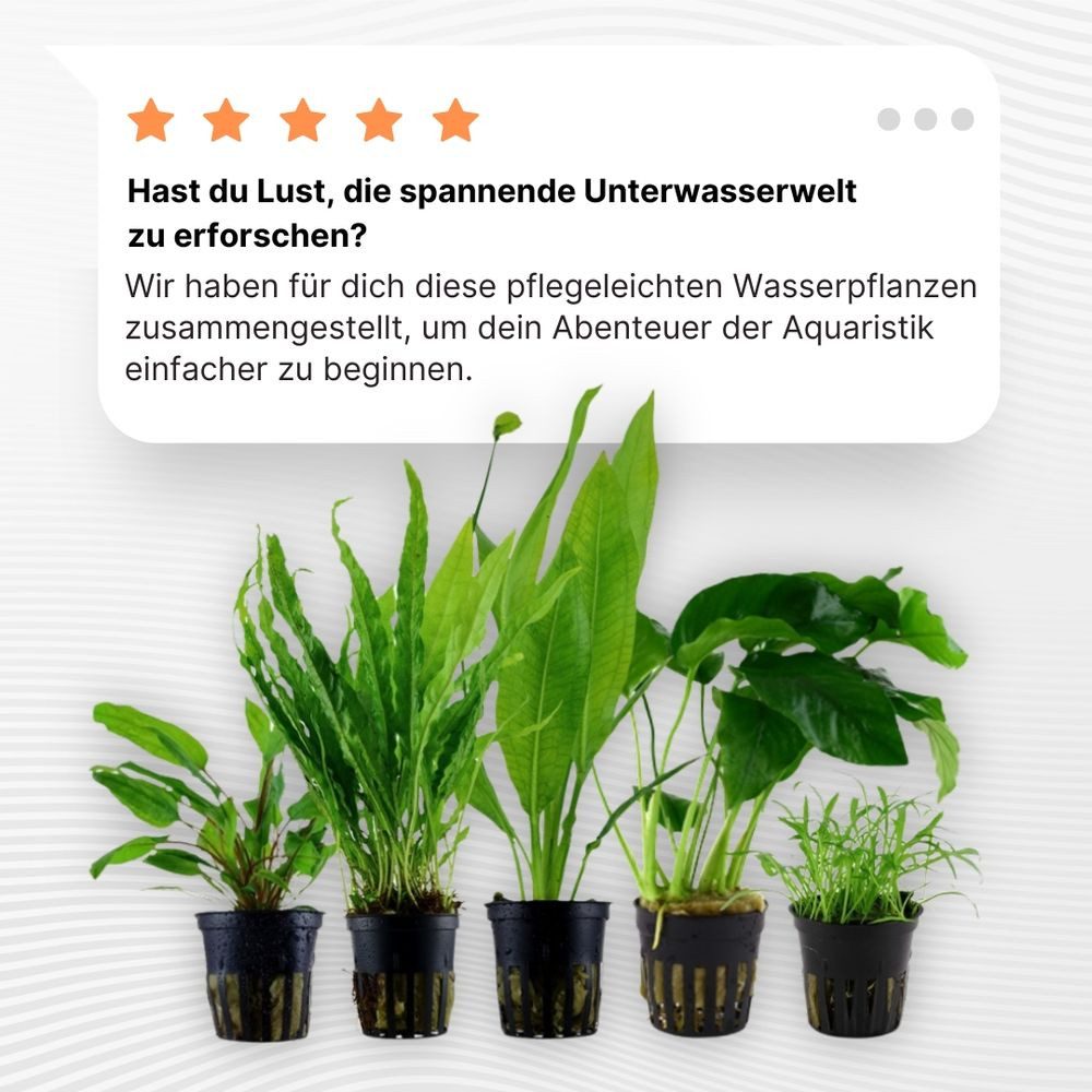 Aquaone Wasserpflanze Pflanzen Set mit 5 pflegeleichten Wasserpflanzen Nr.251 – Bild 3 von 5