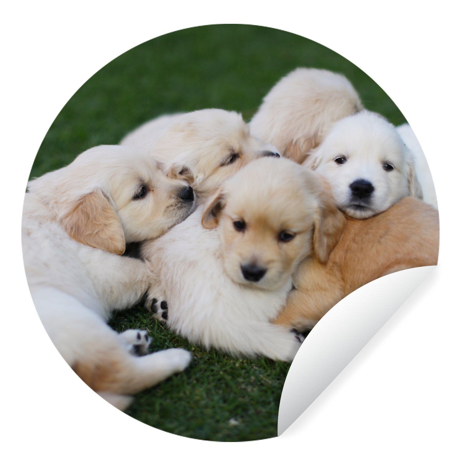 MuchoWow Wandsticker Tiere - Welpen - Hunde (1 St), Tapetenkreis für Kinderzimmer, Tapetenaufkleber, Rund, Wohnzimmer