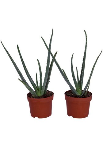 Dominik Zimmerpflanze »Echte Aloe« Höhe: 15 cm...