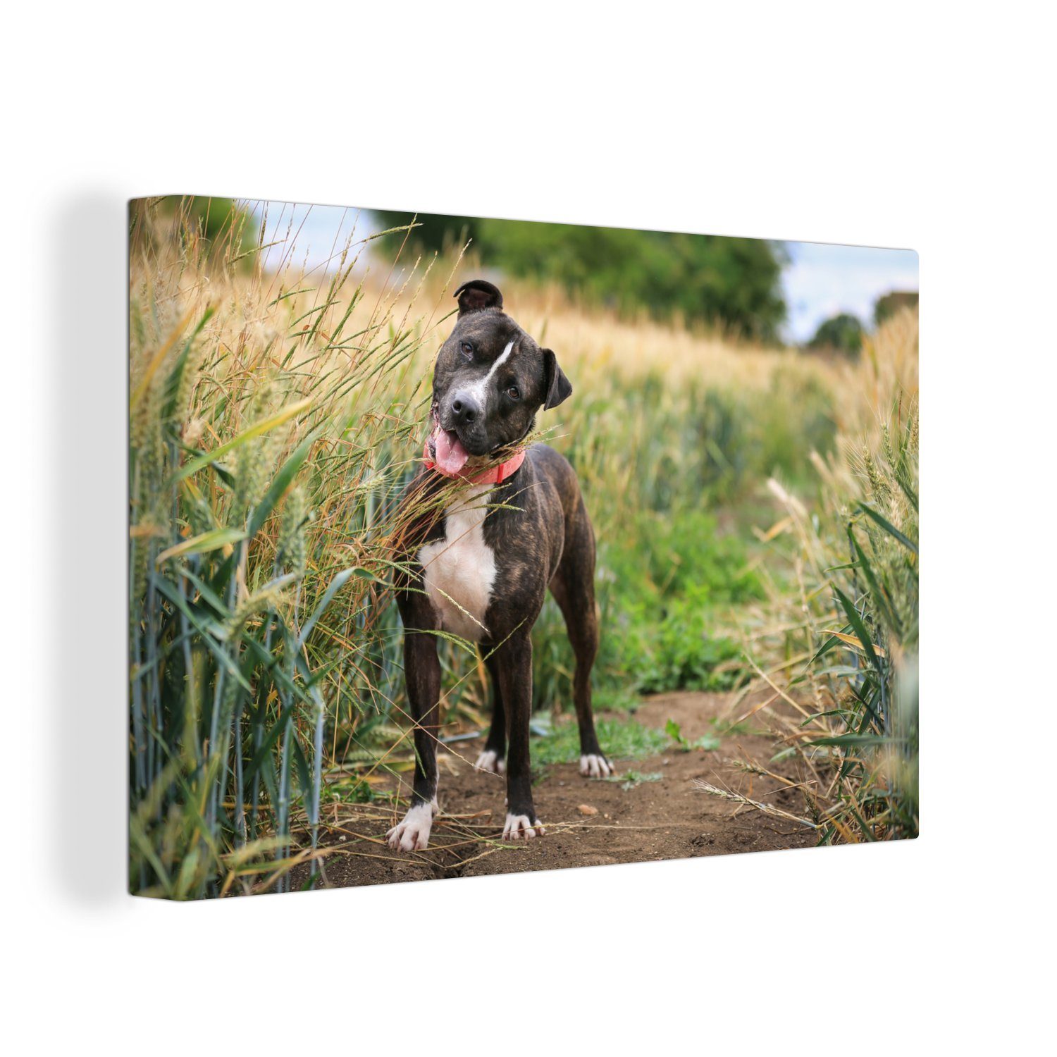 30x20 Ein Leinwandbild (1 cm hohen im Aufhängefertig, OneMillionCanvasses® Staffordshire Bull St), Wandbild Gras, Leinwandbilder, Wanddeko, Terrier