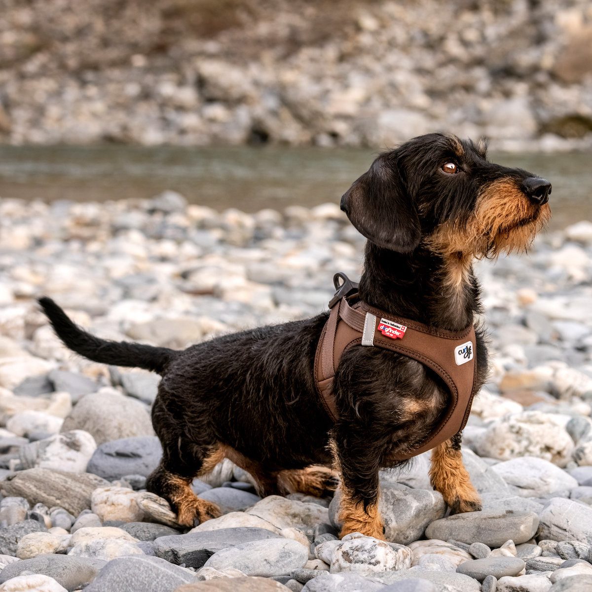 Curli Hunde-Geschirr Clasp Vest Geschirr Softshell günstig online kaufen