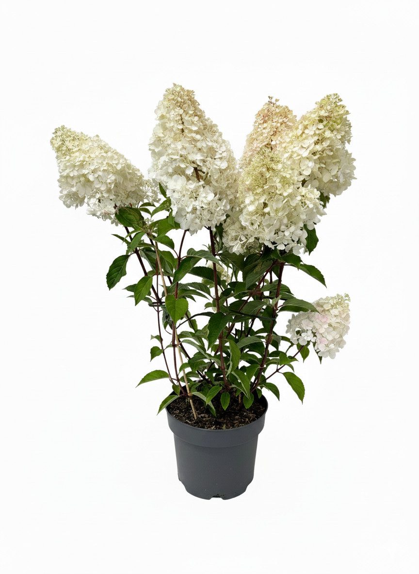 Pflanzen für Dich Gehölze Hydrangea pan. Vanille-Fraise, 1 St., Rispenhortensie, Hortensie