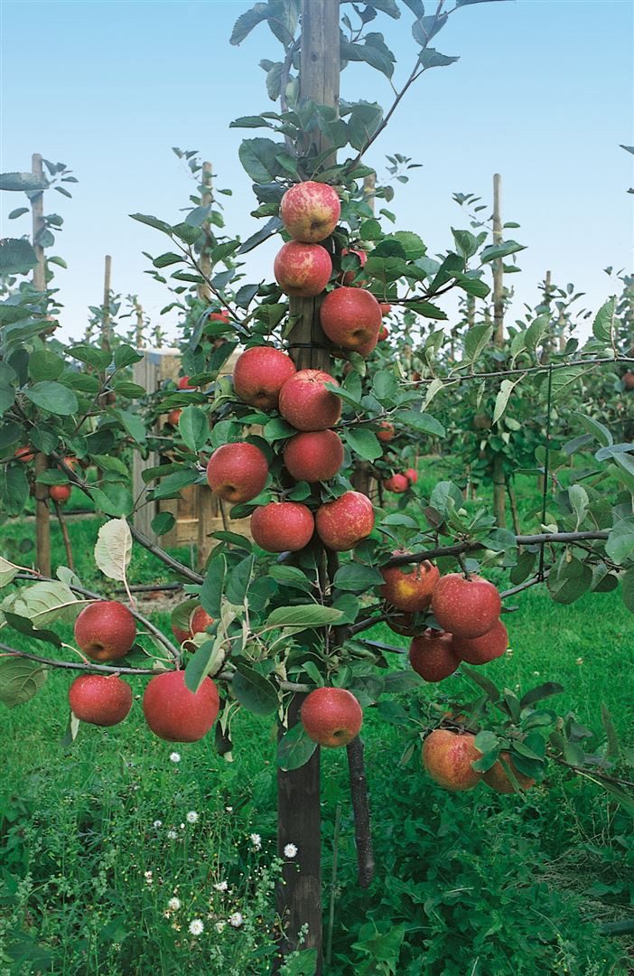 Pflanzen für Dich Obstpflanze Terrassenobst Zwergobst Sorten, 1 St., Terrassenobst, Zwergobst, säuerlich, winterapfel