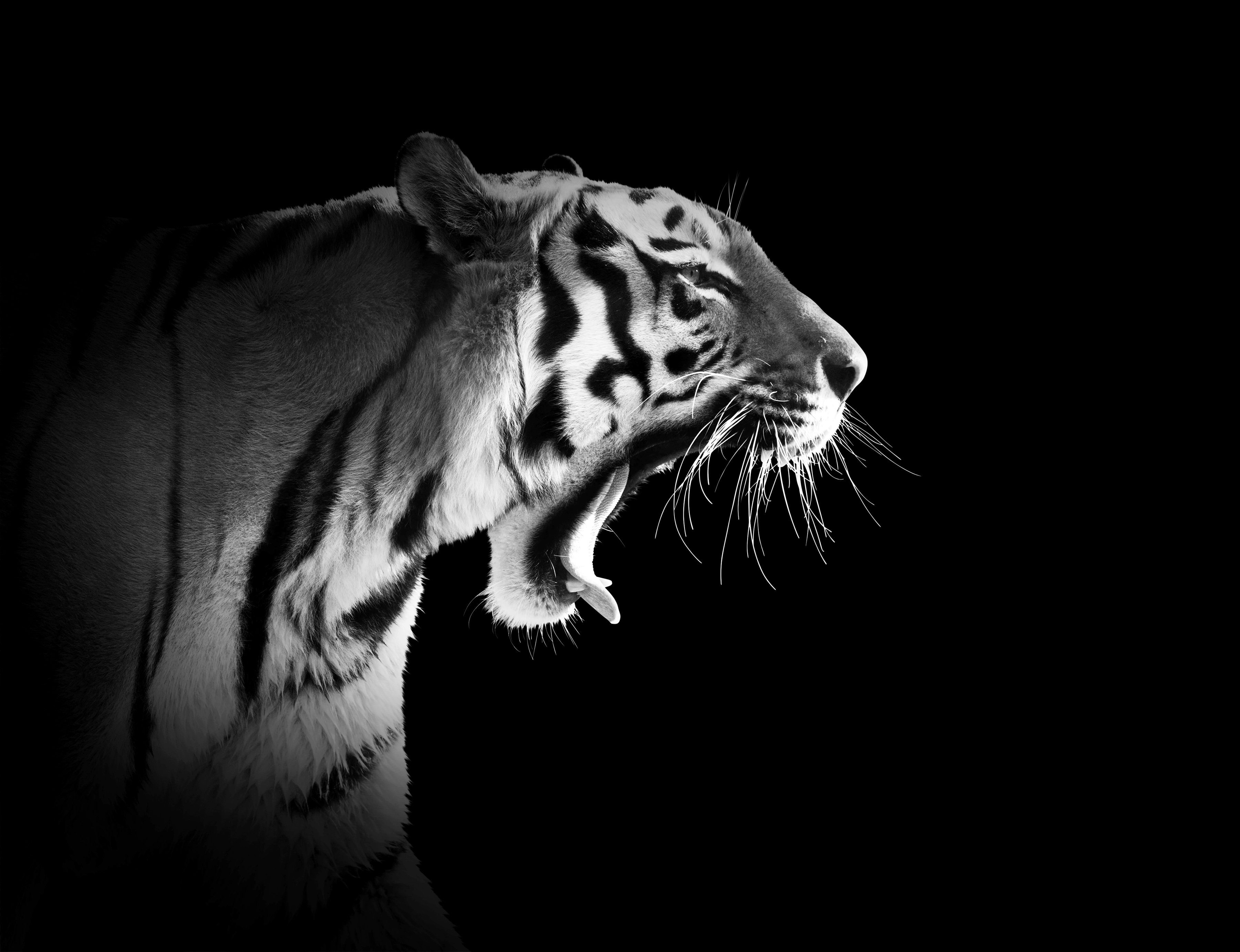 Fototapete Tiger Schwarz & Weiß