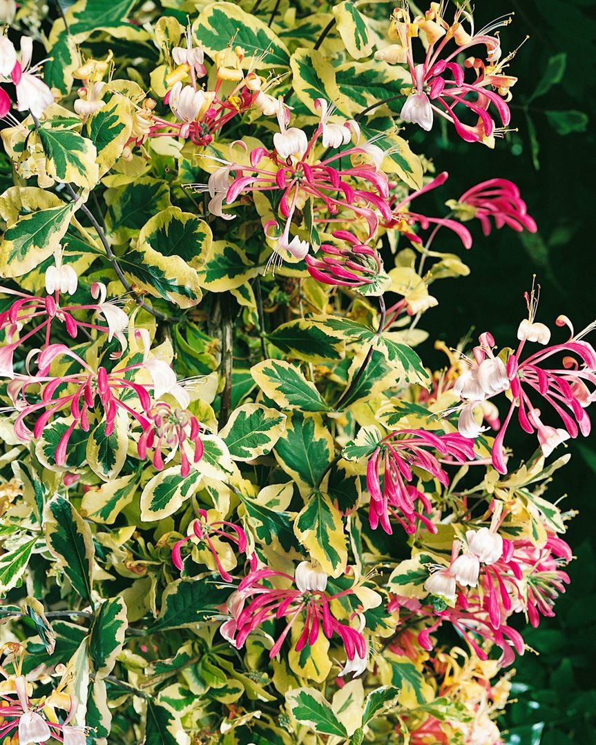 Pflanzen für Dich Kletterpflanze Lonicera periclymenum, 1 St., Waldgeißblatt, Jelängerjelieber, Echtes Geißblatt, duftend, kletterpflanze