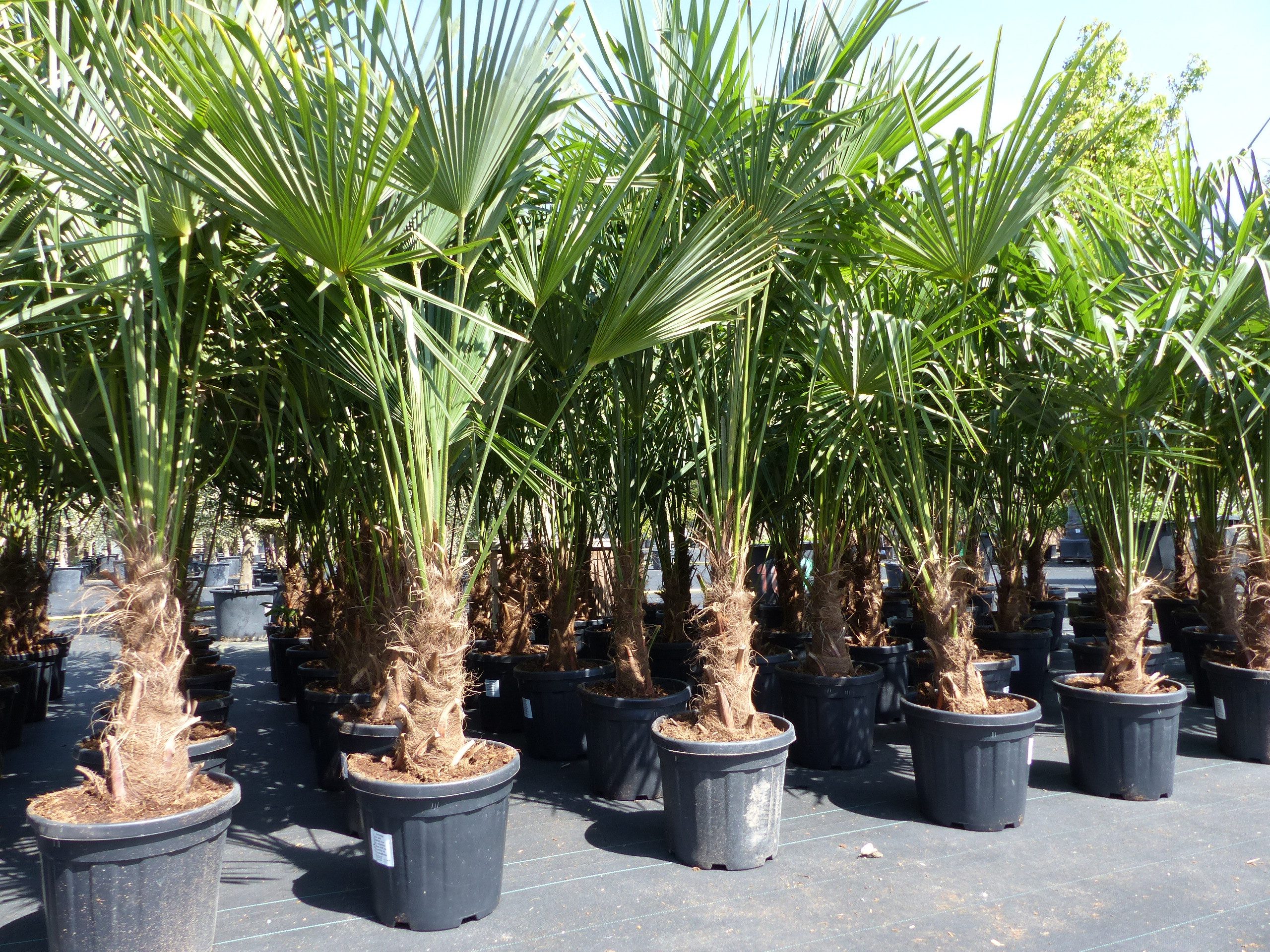 gruenwaren jakubik Baum XXL Palme winterhart 180 - 190 cm Trachycarpus fortunei, Hanfpalme
