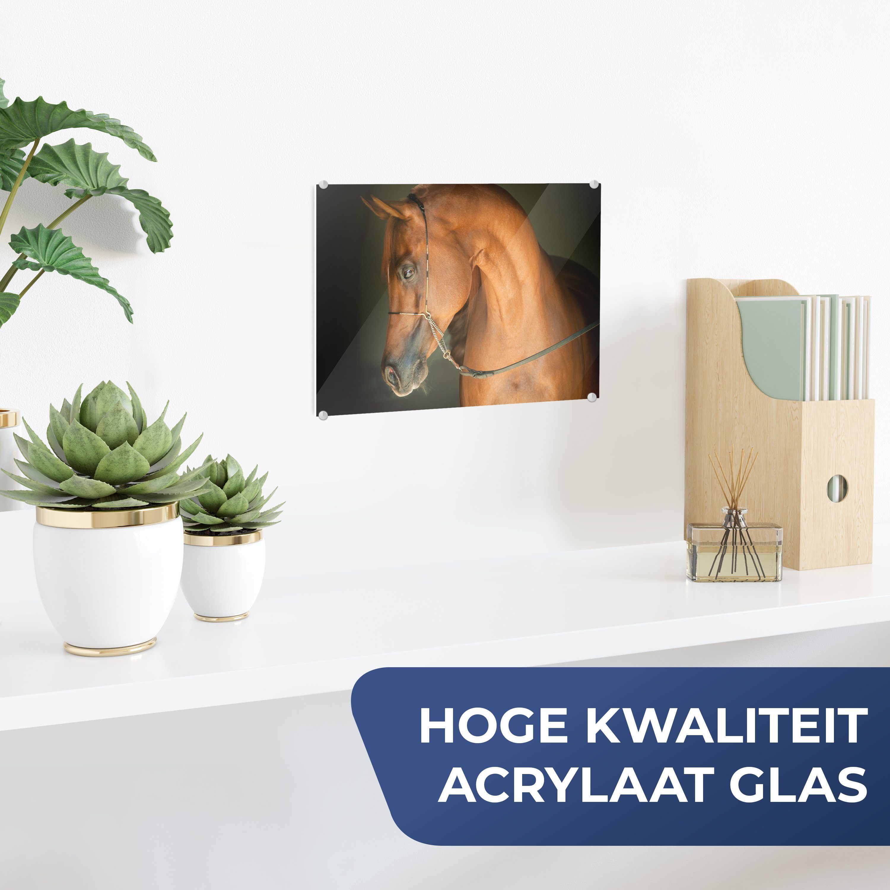 Glas Acrylglasbild - (1 Glasbilder Braun auf - - Glas Wandbild - Bilder Pferd MuchoWow Foto - Wanddekoration St), Zaumzeug, auf