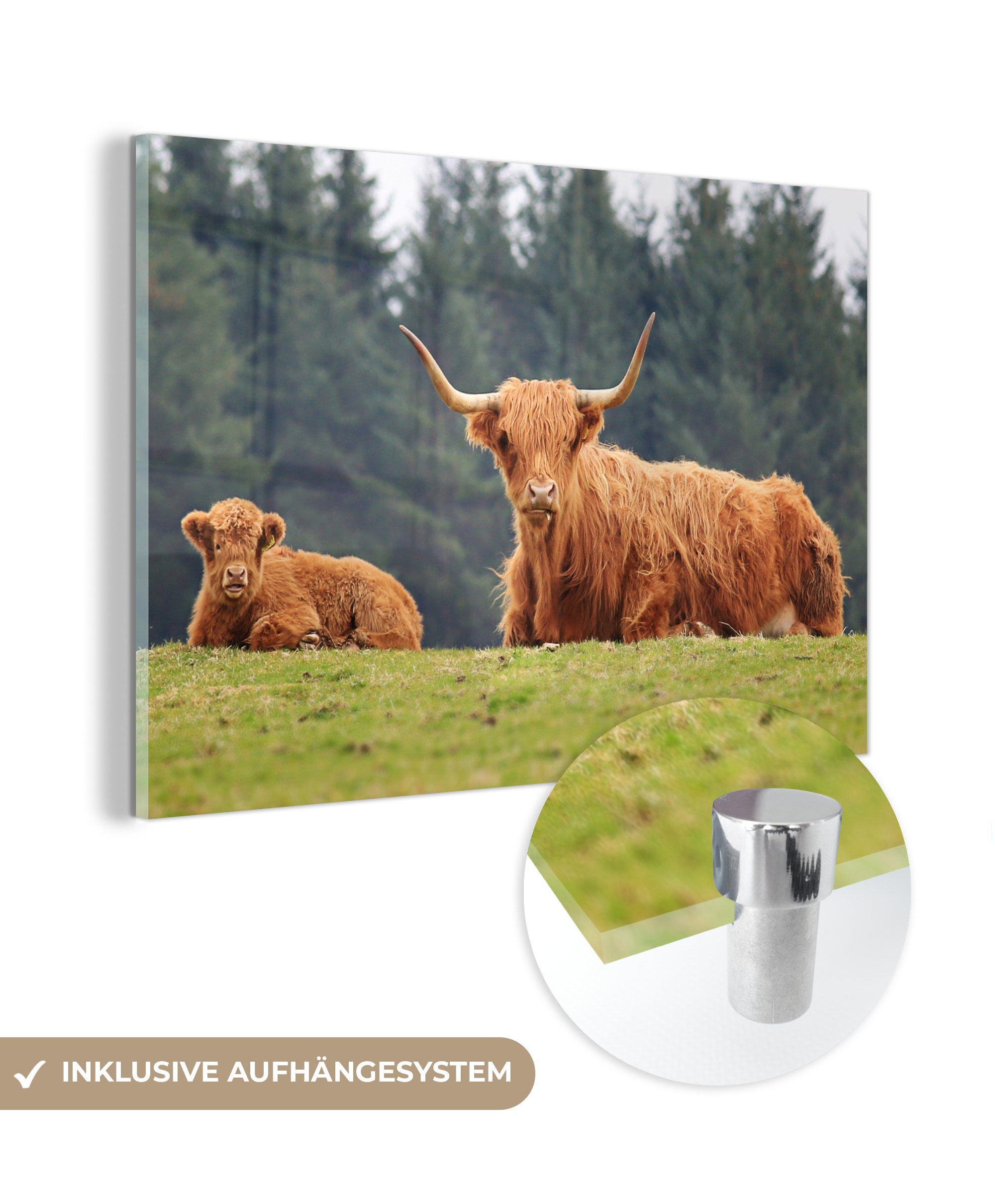 MuchoWow Acrylglasbild Schottische Highlander - Kalb - Schottische Kuh, (1 St), Acrylglasbilder Wohnzimmer & Schlafzimmer