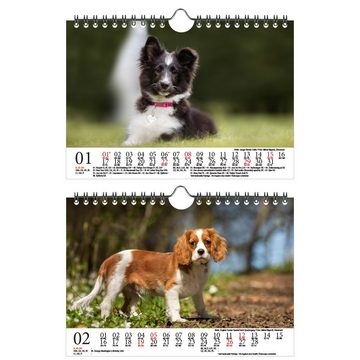 Seelenzauber Wandkalender Hundezauber Kleine Hunde DIN A5 Wandkalender für 2023 Welpen und klein