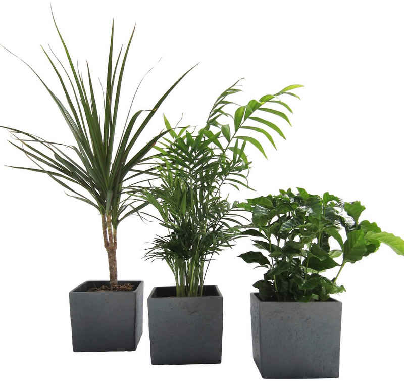 Dominik Zimmerpflanze »Palmen-Set«, Höhe: 30 cm, 3 Pflanzen in Dekotöpfen