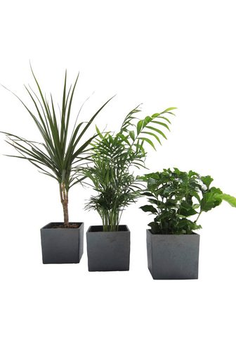 Dominik Zimmerpflanze »Palmen-Set« Höhe: 30 cm...
