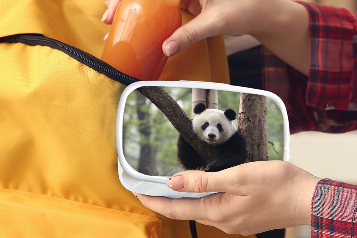Jungs und Wald, - und für Erwachsene, für Brotbox Mädchen - Kinder Brotdose, Baum Panda Kunststoff, weiß (2-tlg), MuchoWow Lunchbox