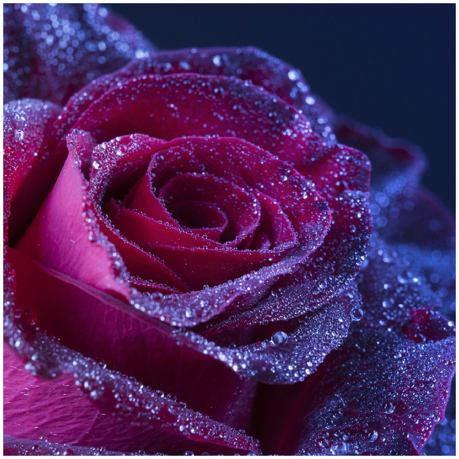Wallario Memoboard Rote Rosenblüte im Regen