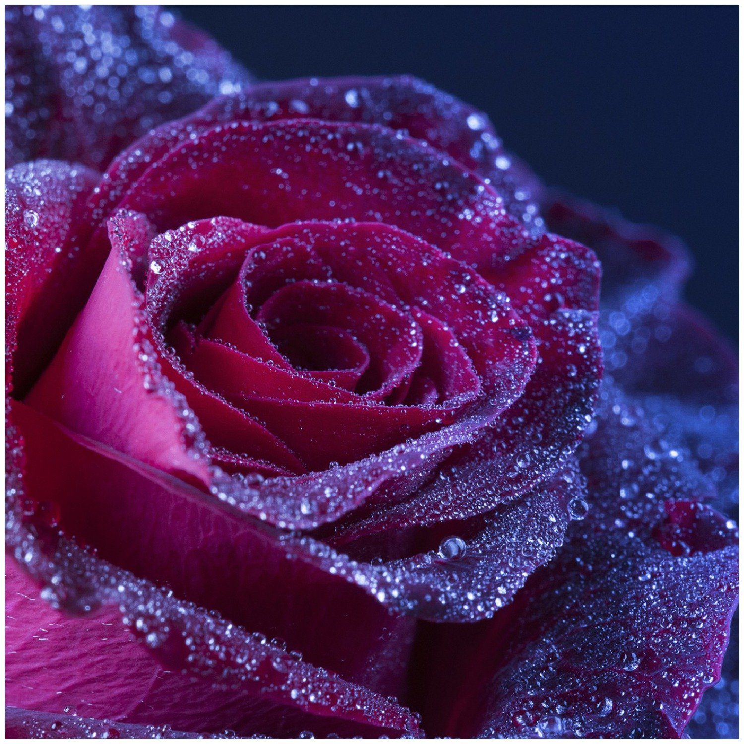 Getrocknete Rosenblätter – 200g, Natürliche Rote Rosen, Für Bad, Hochzeit, Deko & DIY