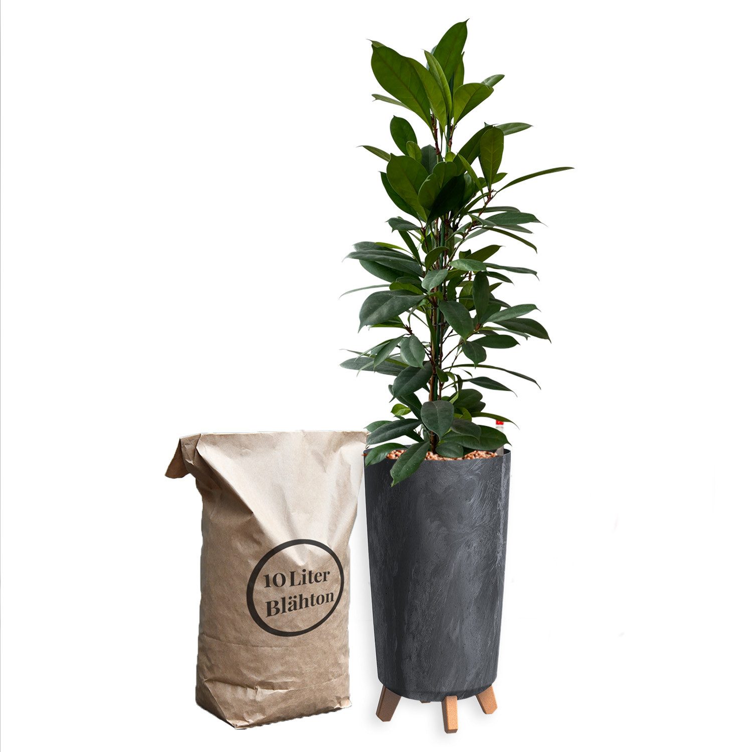 Green Me Up Zimmerpflanze Büropflanzen Afrikanischer Feigenbaum - Ficus cyathistipula, inkl. 10L Blähton, Wasserstandsanzeiger & Langzeitdünger