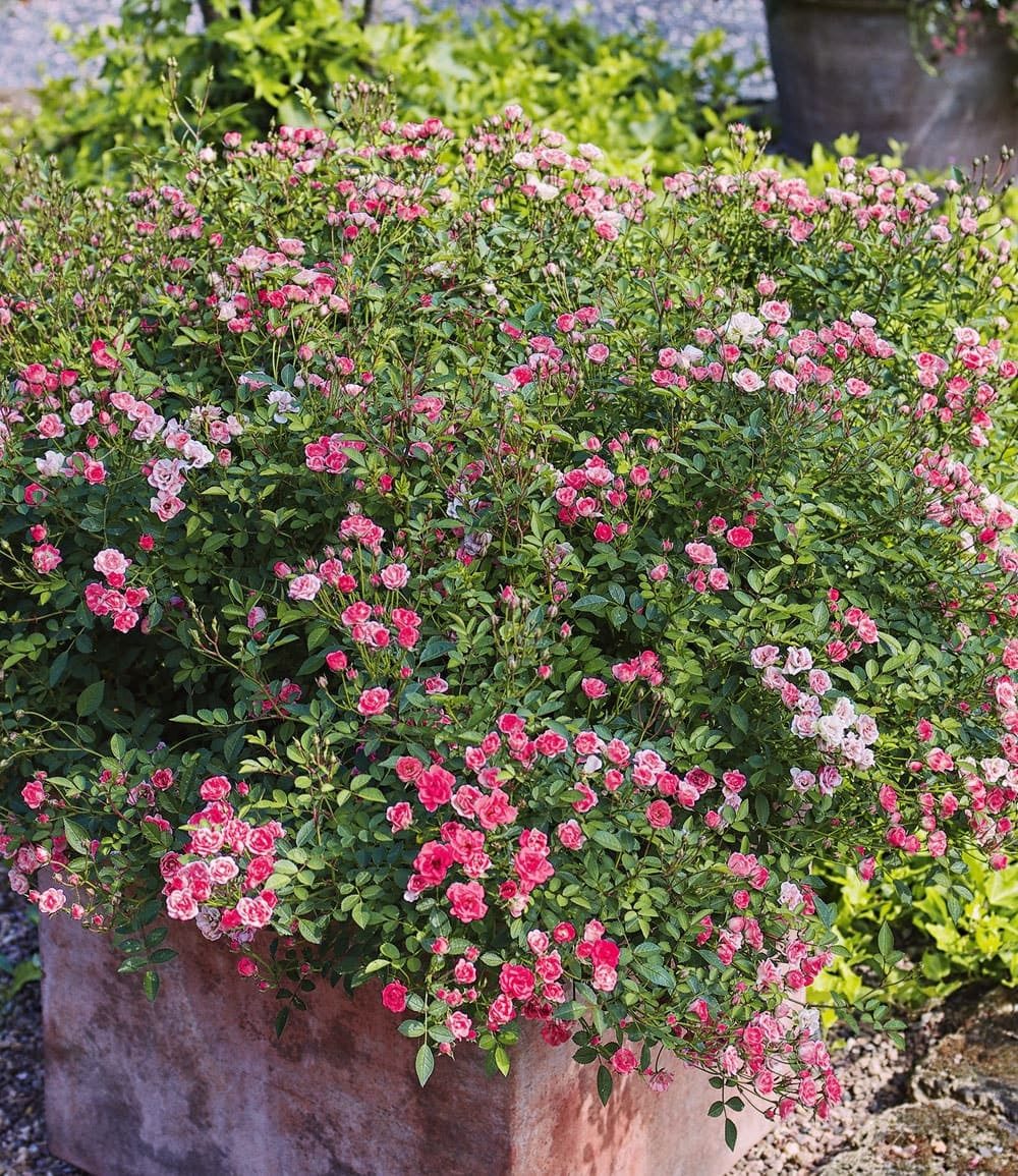 BALDUR Garten Rose Lilly Rose® 'Wonder5', 1 St., Gefüllt-blühend, winterhart, mehrjährig, pflegeleicht, robust