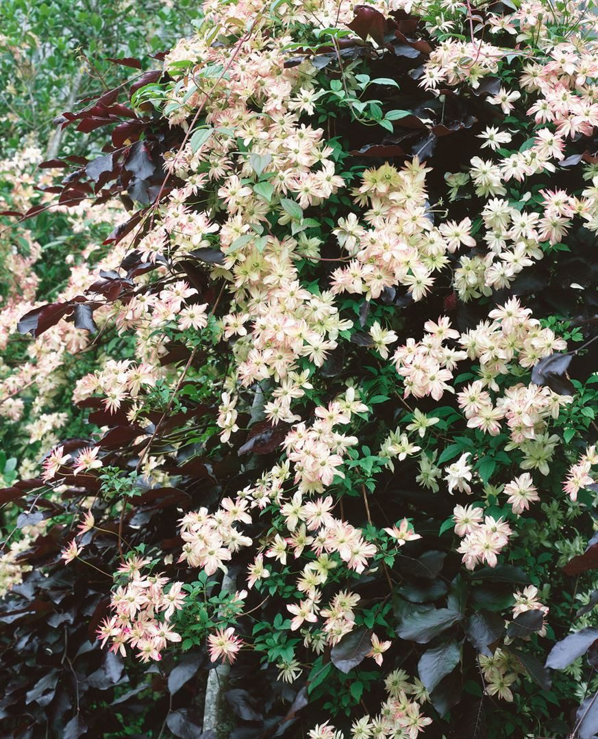 Pflanzen für Dich Kletterpflanze Clematis montana Marjorie, 1 St., Berg-Waldrebe, Anemonen-Waldrebe, aprikosenfarben, frühblühend