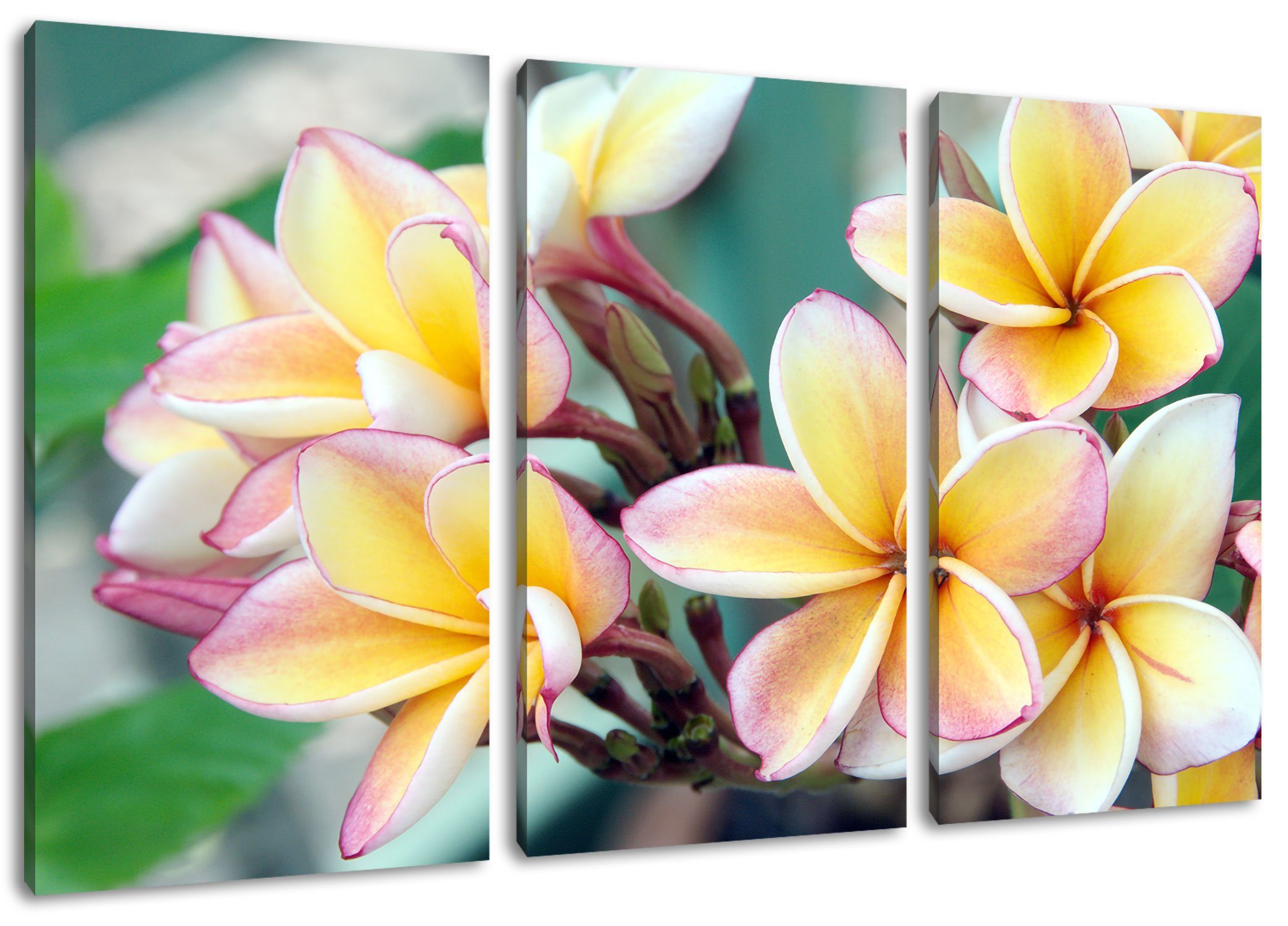 St), Leinwandbild Zackenaufhänger Pixxprint Blüten Hawaii Monoi Hawaii, 3Teiler (120x80cm) bespannt, (1 inkl. Leinwandbild Blüten Monoi fertig auf auf
