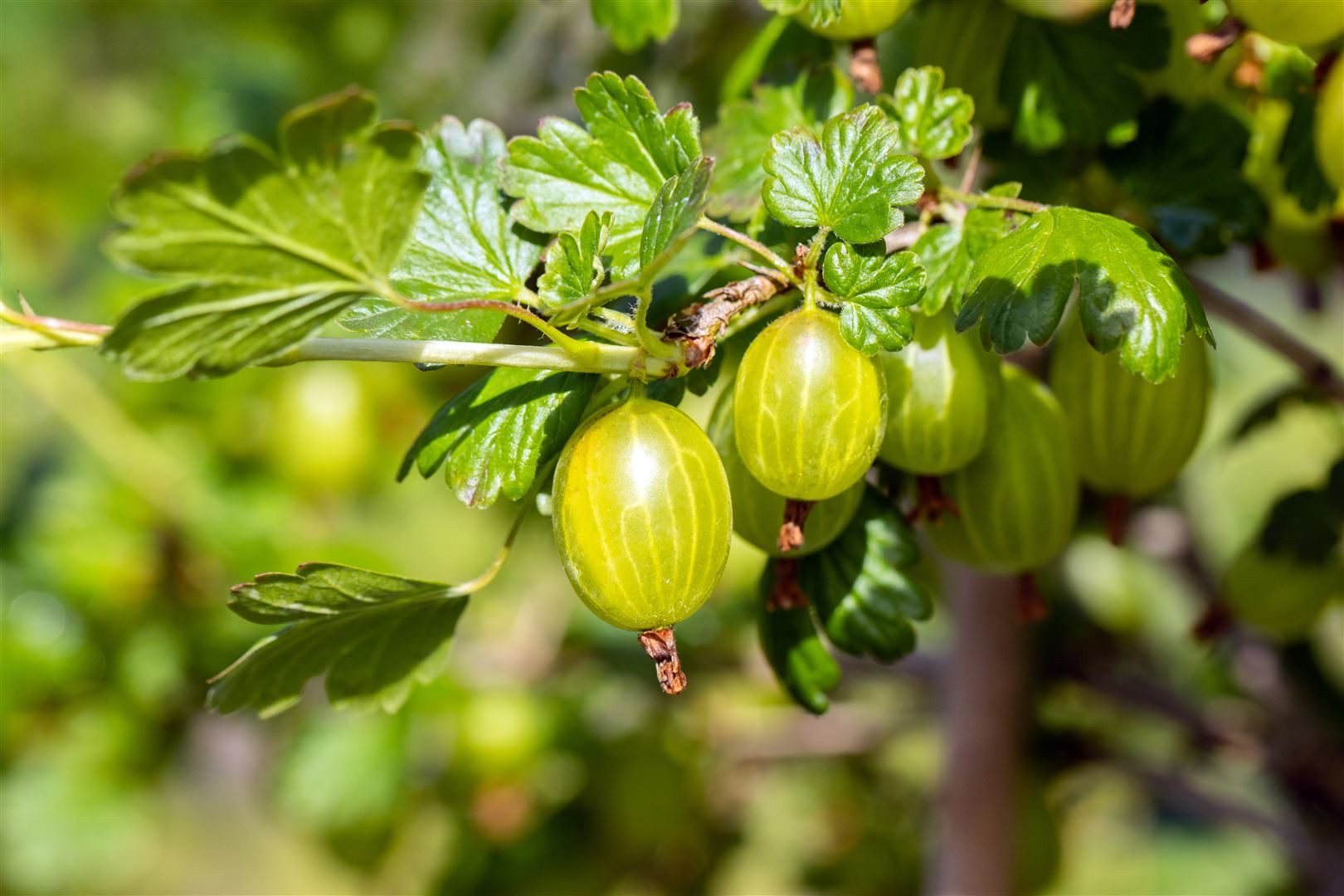 Pflanzen für Dich Obstpflanze Ribes uva-crispa Hinnonmäki gelb, 1 St., Stachelbeere, Hinnonmäki gelb, gelbe Früchte, dornenarm