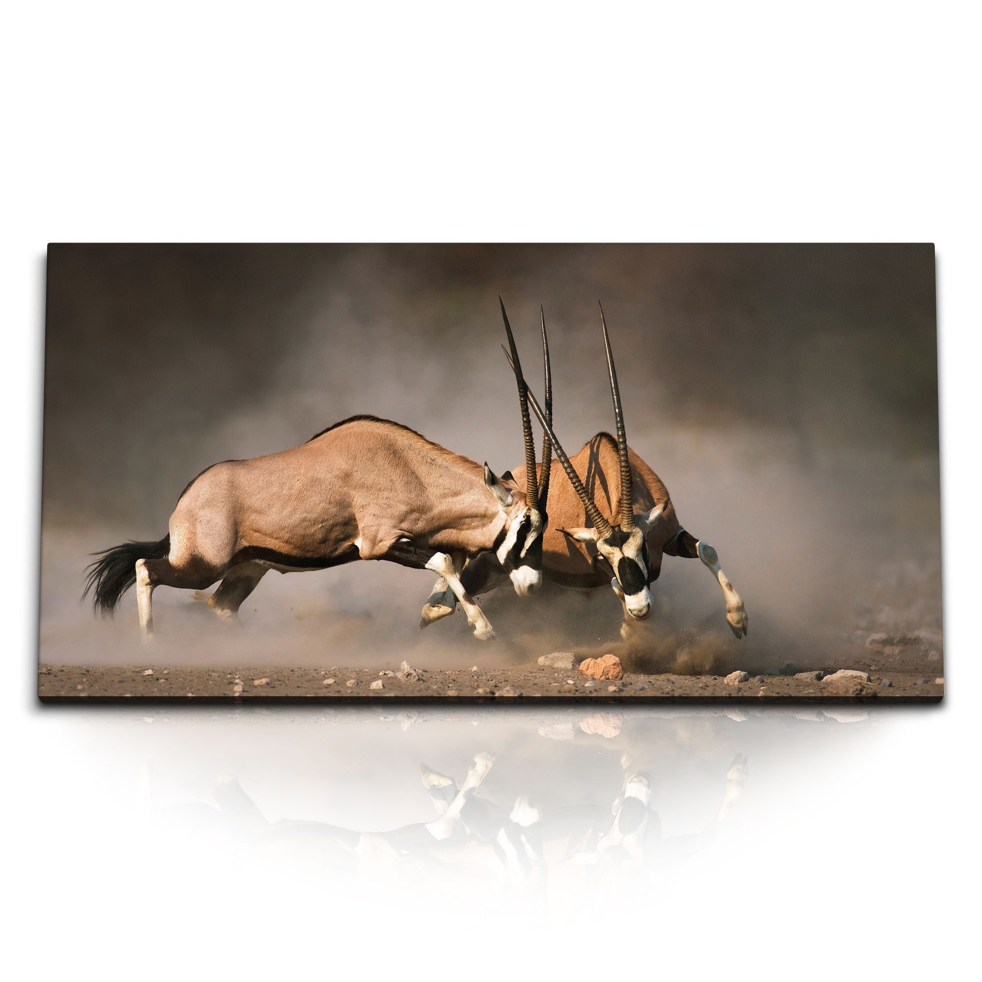 Leinwandbild Kunstdruck Bilder 120x60cm Bullenkampf Spießbock Natur Tierfotografie