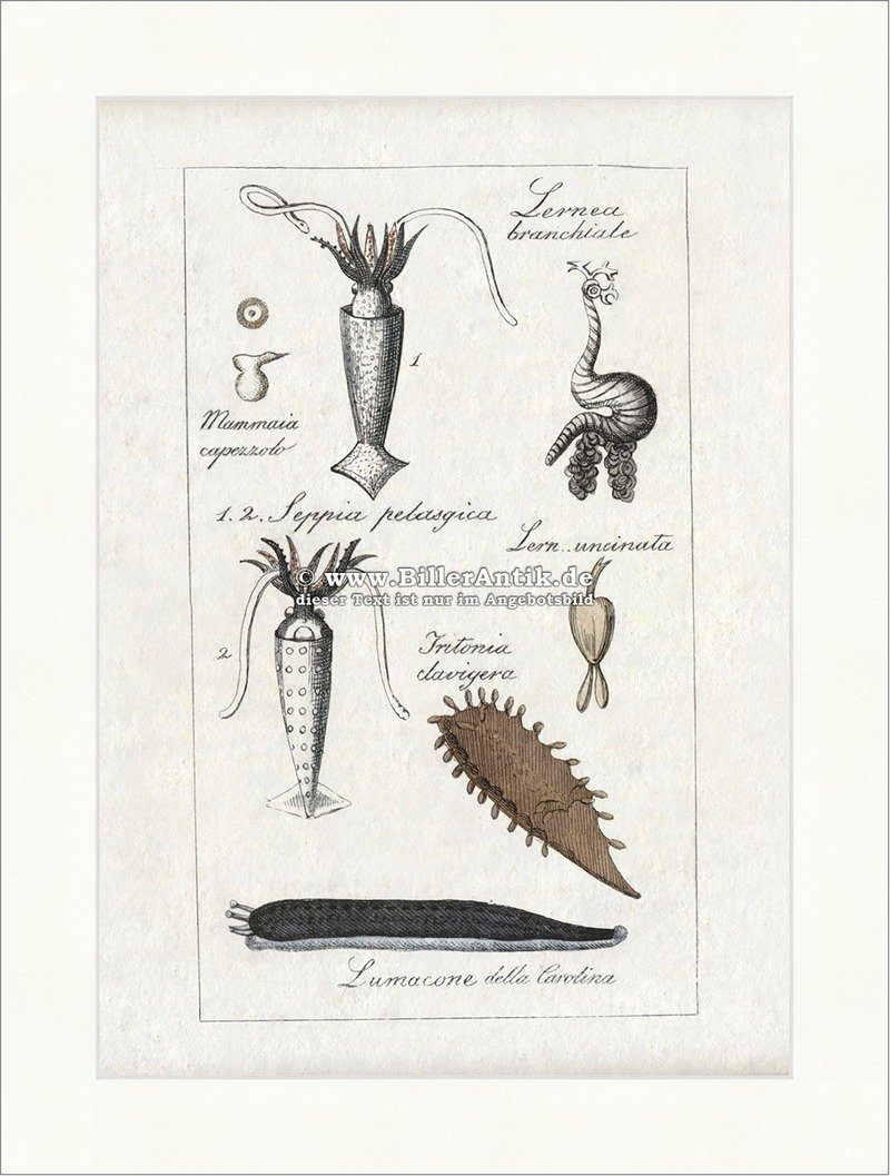 Kunstdruck Tintenfisch Breitarmsepia Ankerwurm Tritionia davigera