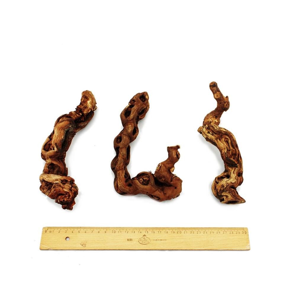 Exotenherz Zimmerpflanze Rebholz 18-20 cm – Bild 3 von 3