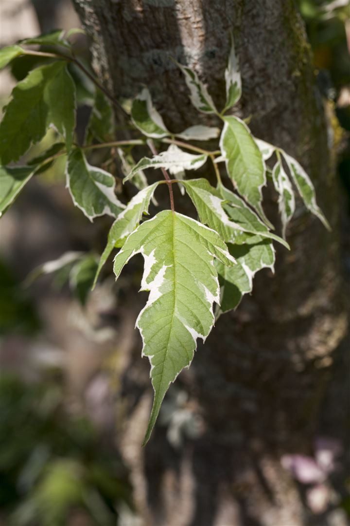 Pflanzen für Dich Gehölze Acer negundo Variegatum, 1 St., Eschen-Ahorn, Weißbunter Eschen-Ahorn