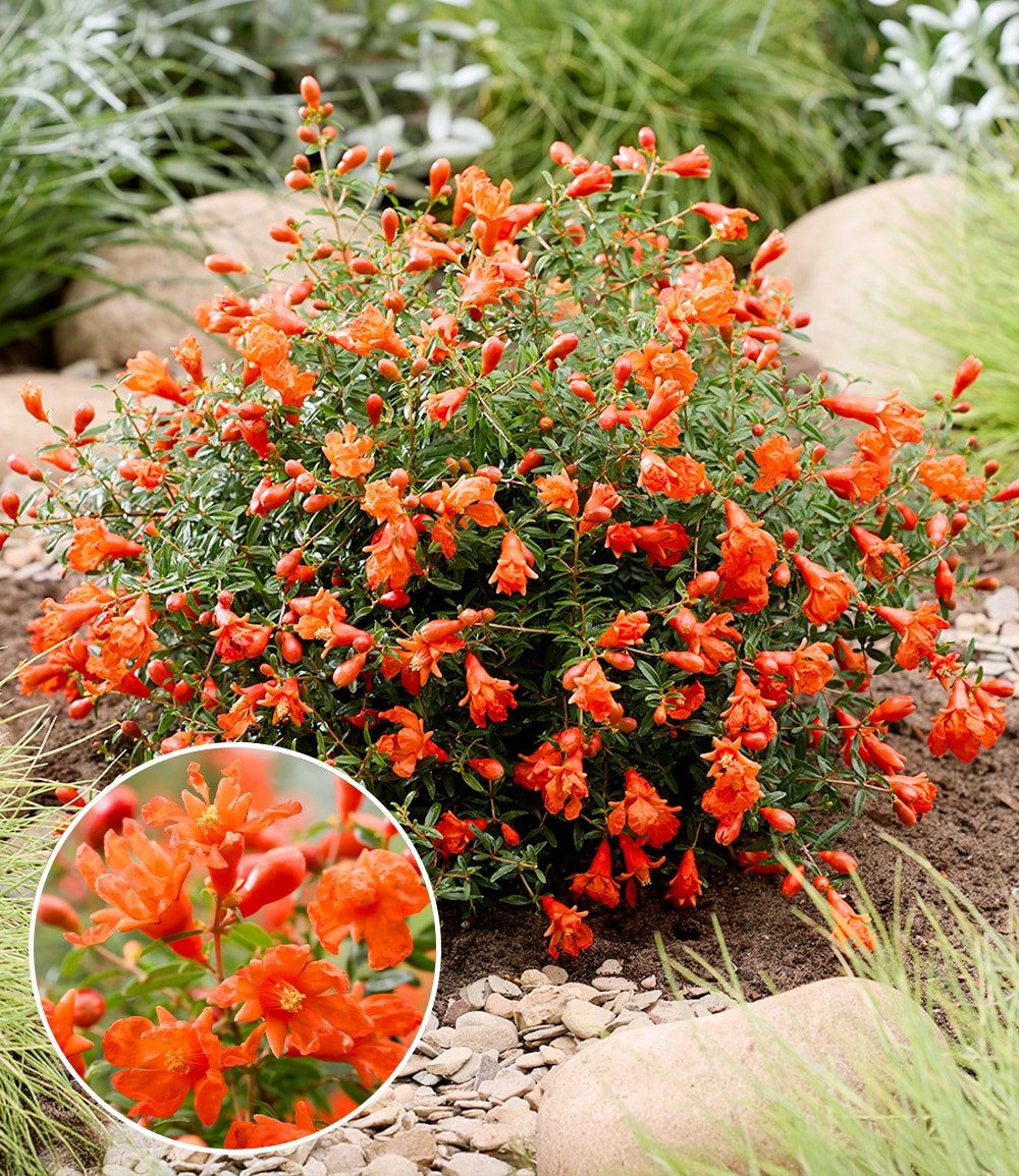 BALDUR Garten Zierstrauch Punica 'Uniqa®', 1 St., Mini-zierfrüchte, winterhart, mehrjährig, pflegeleicht