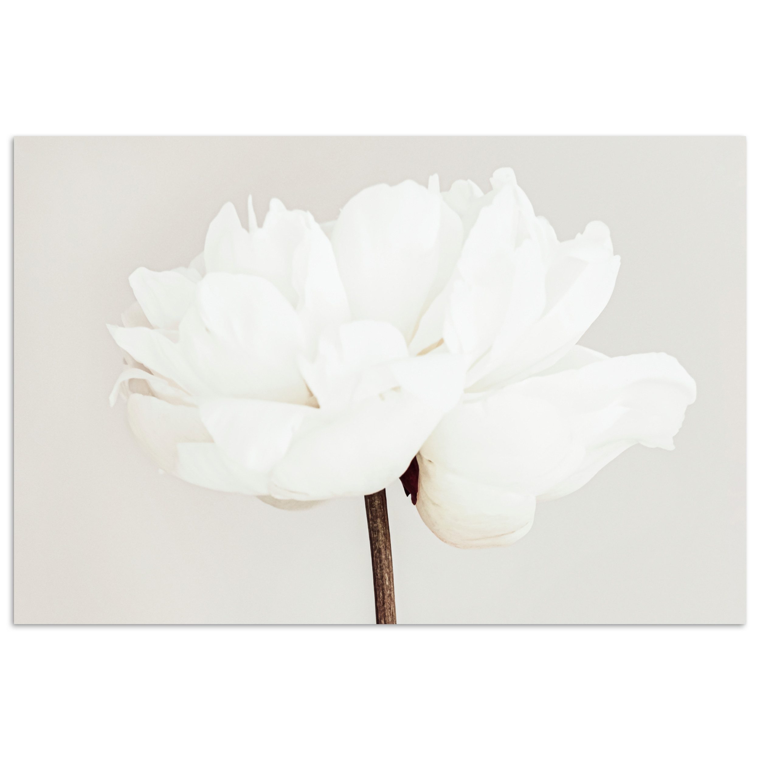 Poster Blumen - Pfingstrose - Weiß - Stilleben