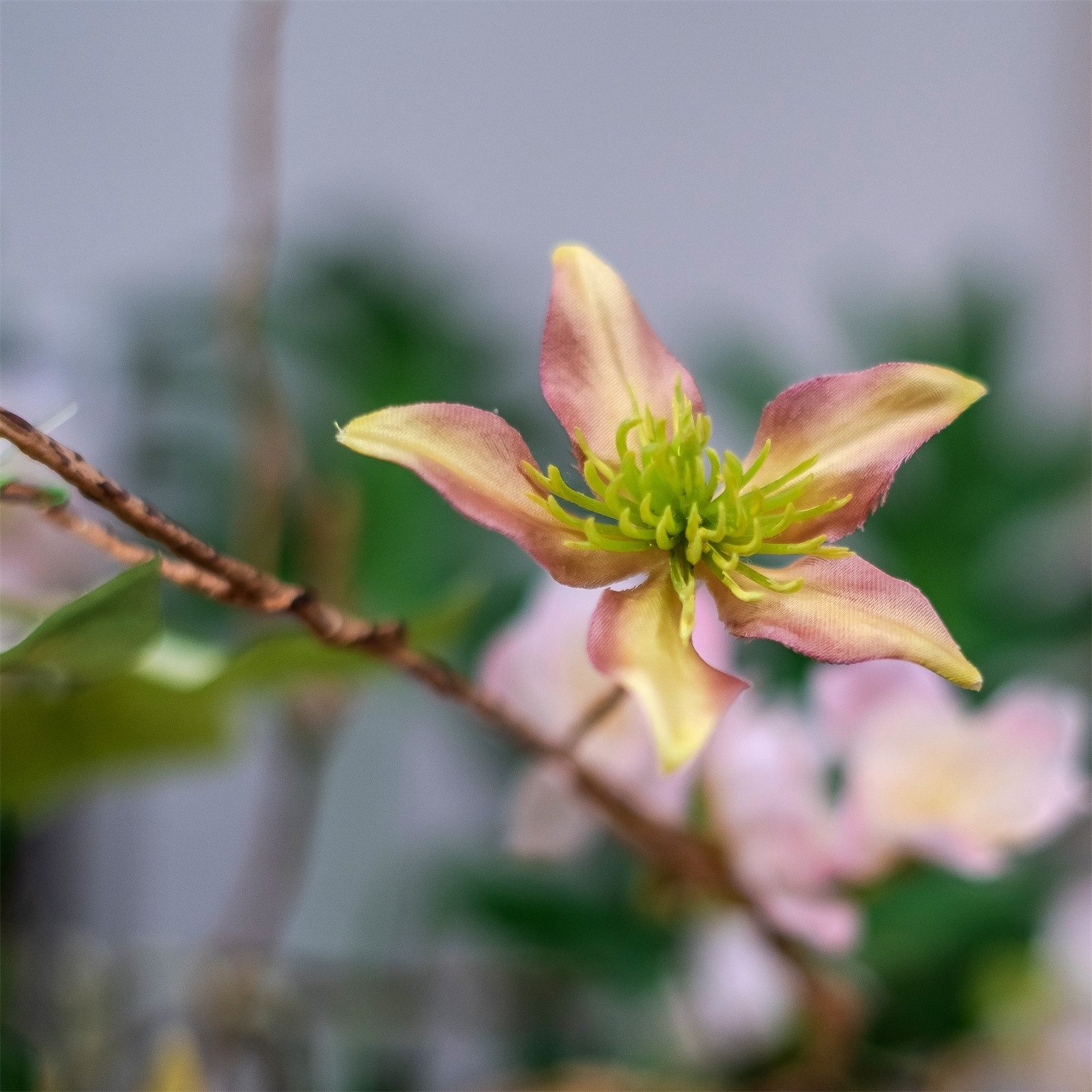 Kunstblume Blumengirlande 106 cm Kunstblume Flora Clematis, HTI-Living, Höh günstig online kaufen