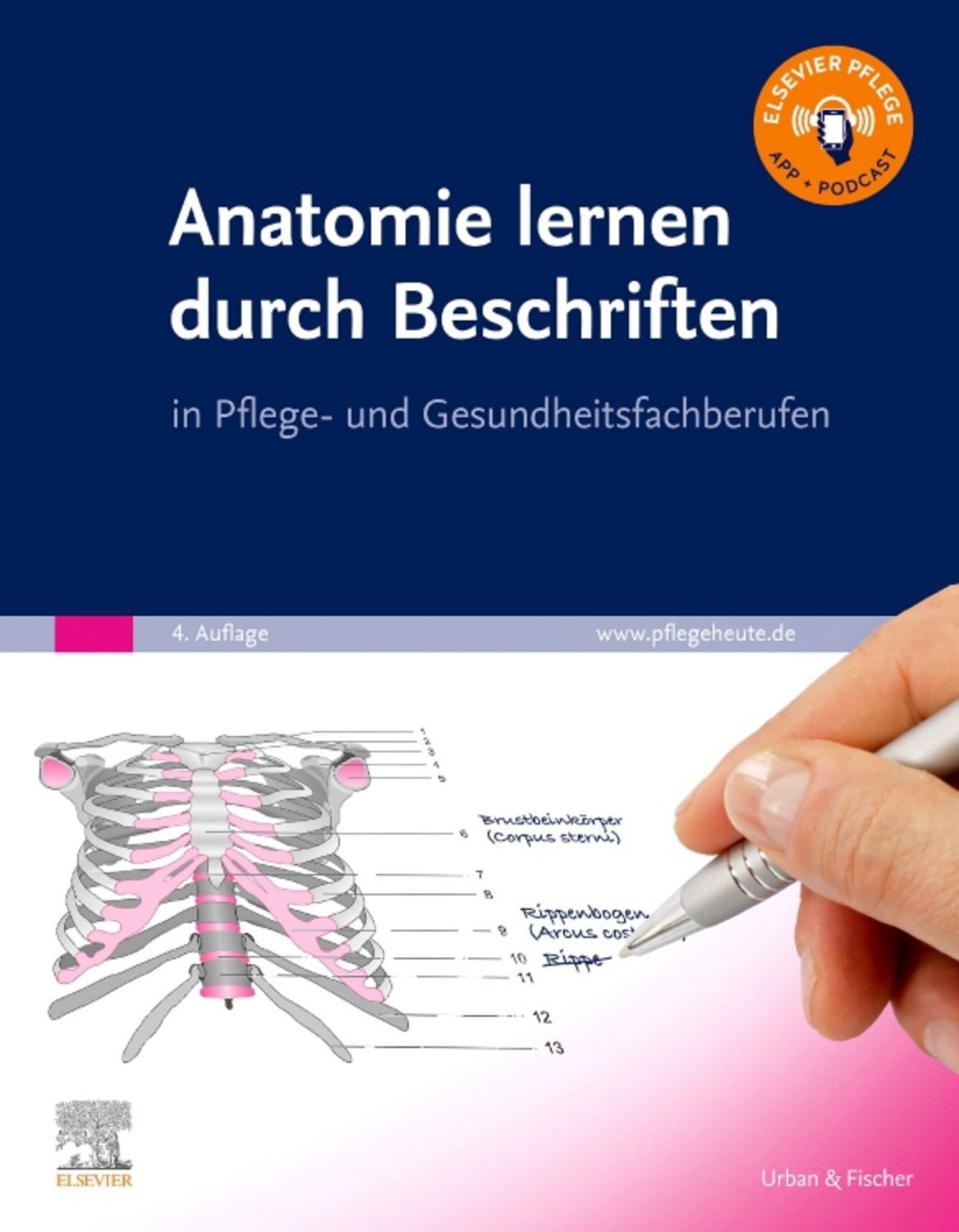 Anatomie lernen durch Beschriften / diverse