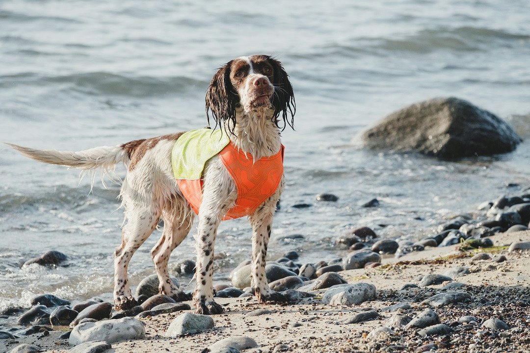 Thumbnail - HURTTA Hundewarnweste Ranger Weste Signalweste
