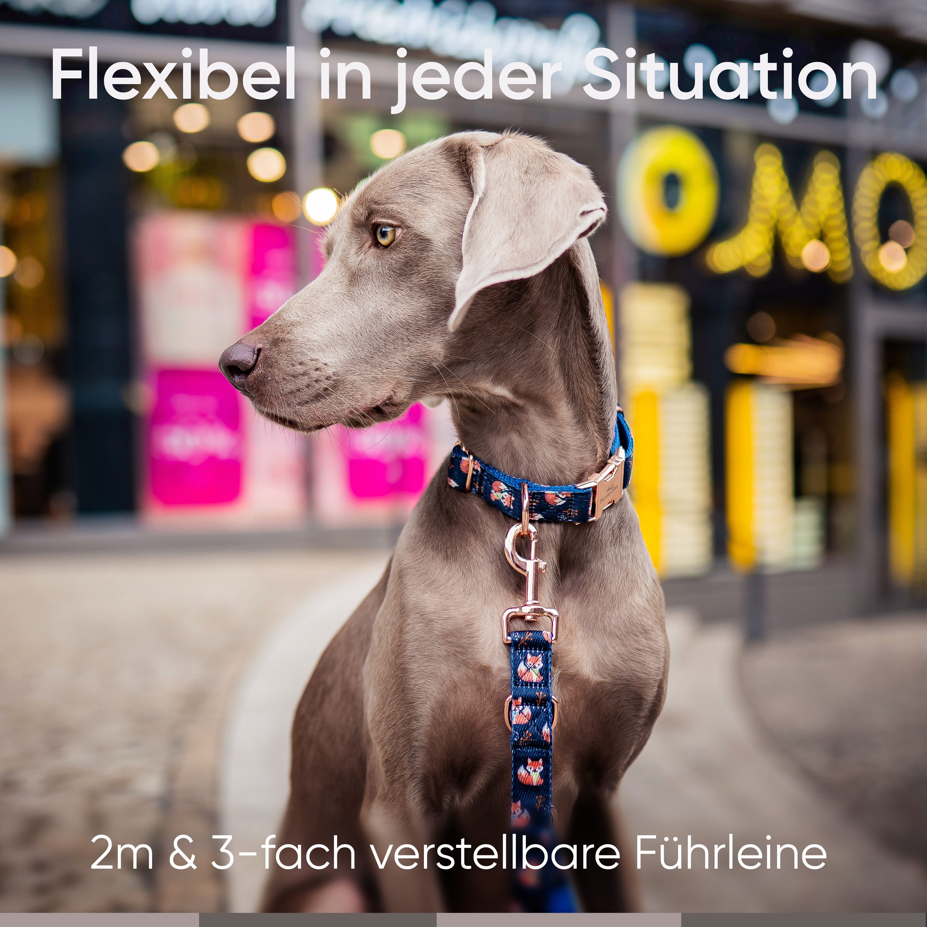Freudentier Hunde-Halsband und Hundeleine im wunderschönen Set, Let's get Foxy Kollektion
