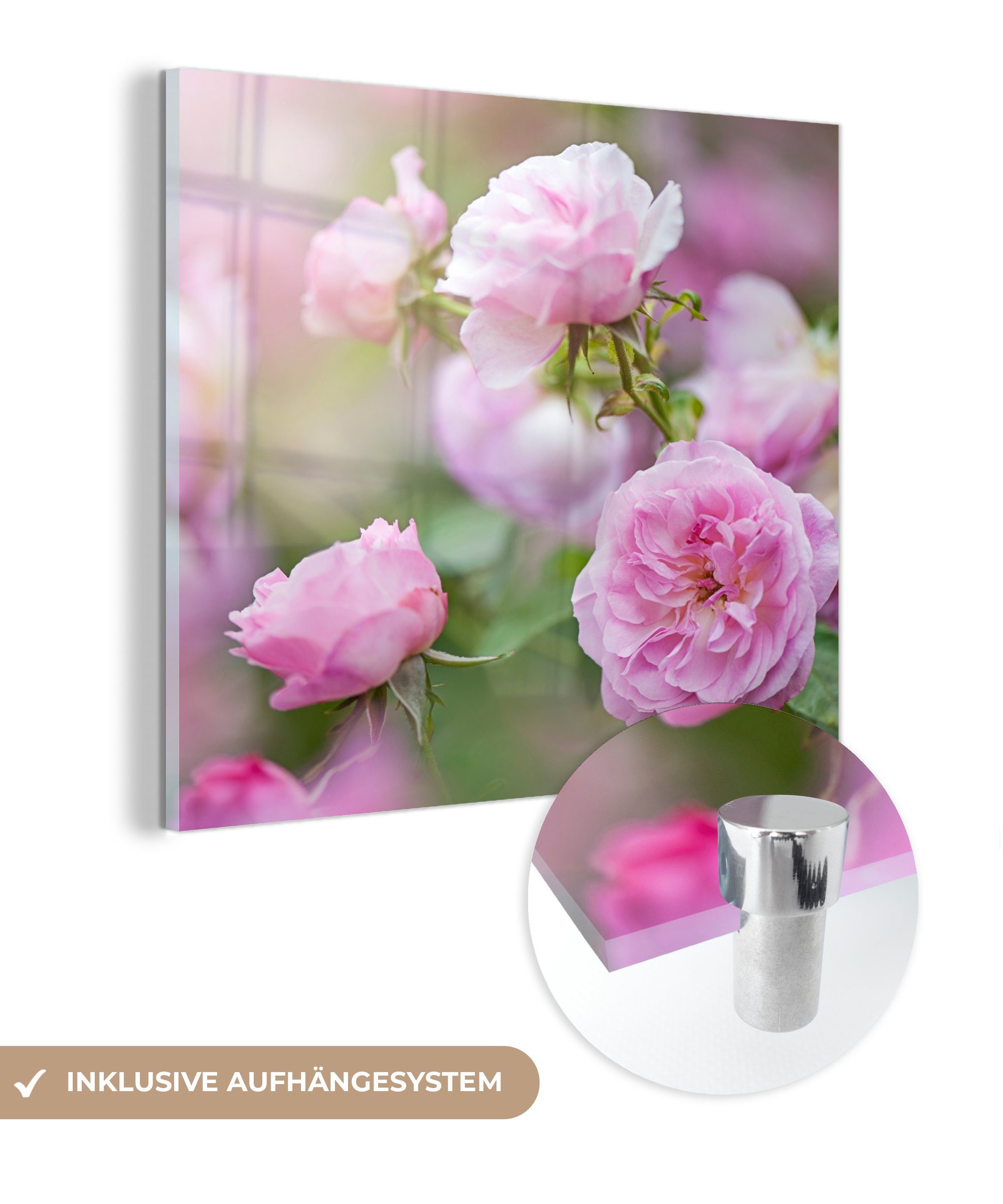 MuchoWow Acrylglasbild Pflanzen von rosa Rosen wachsen in der Natur, (1 St), Glasbilder - Bilder auf Glas Wandbild - Foto auf Glas - Wanddekoration