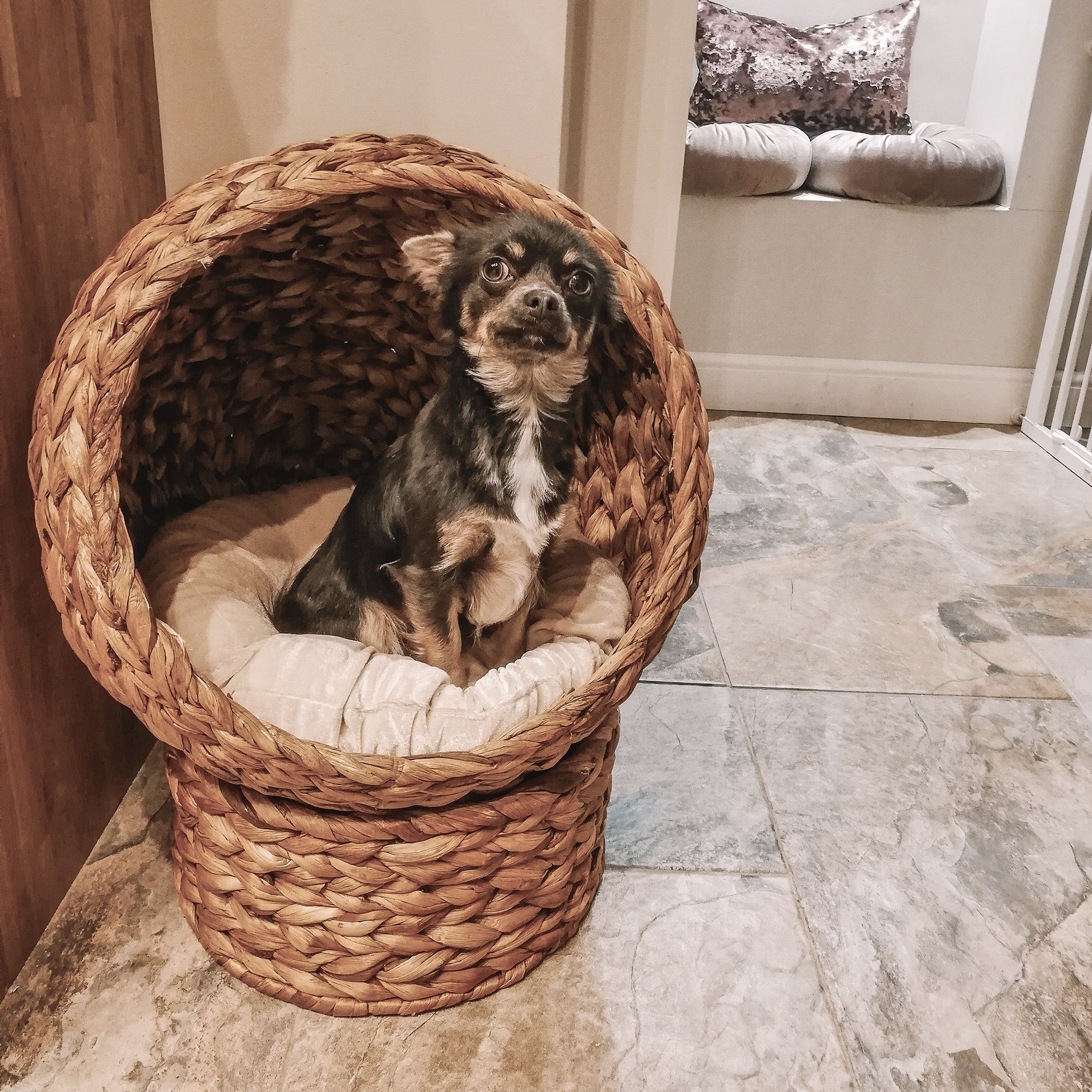 PawHut Tierhaus Rattan Katzenbett mit Kissen, Haustierbett Wasserhyazinthe, Hellbraun, 50L x 42B x 60H cm
