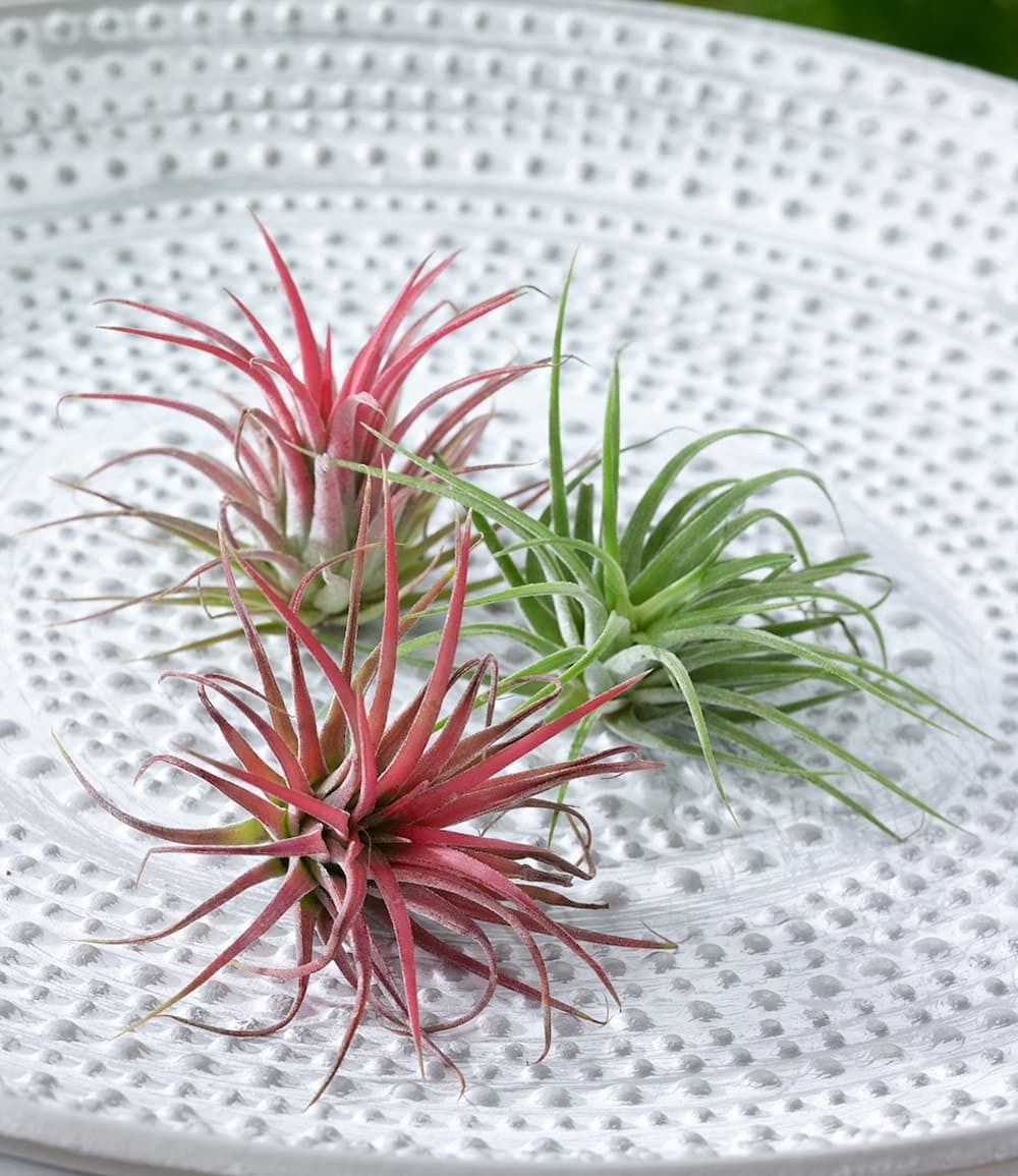 BALDUR Garten Zimmerpflanze Tillandsien Mix, 3 St., Tillandsia, pflegeleicht
