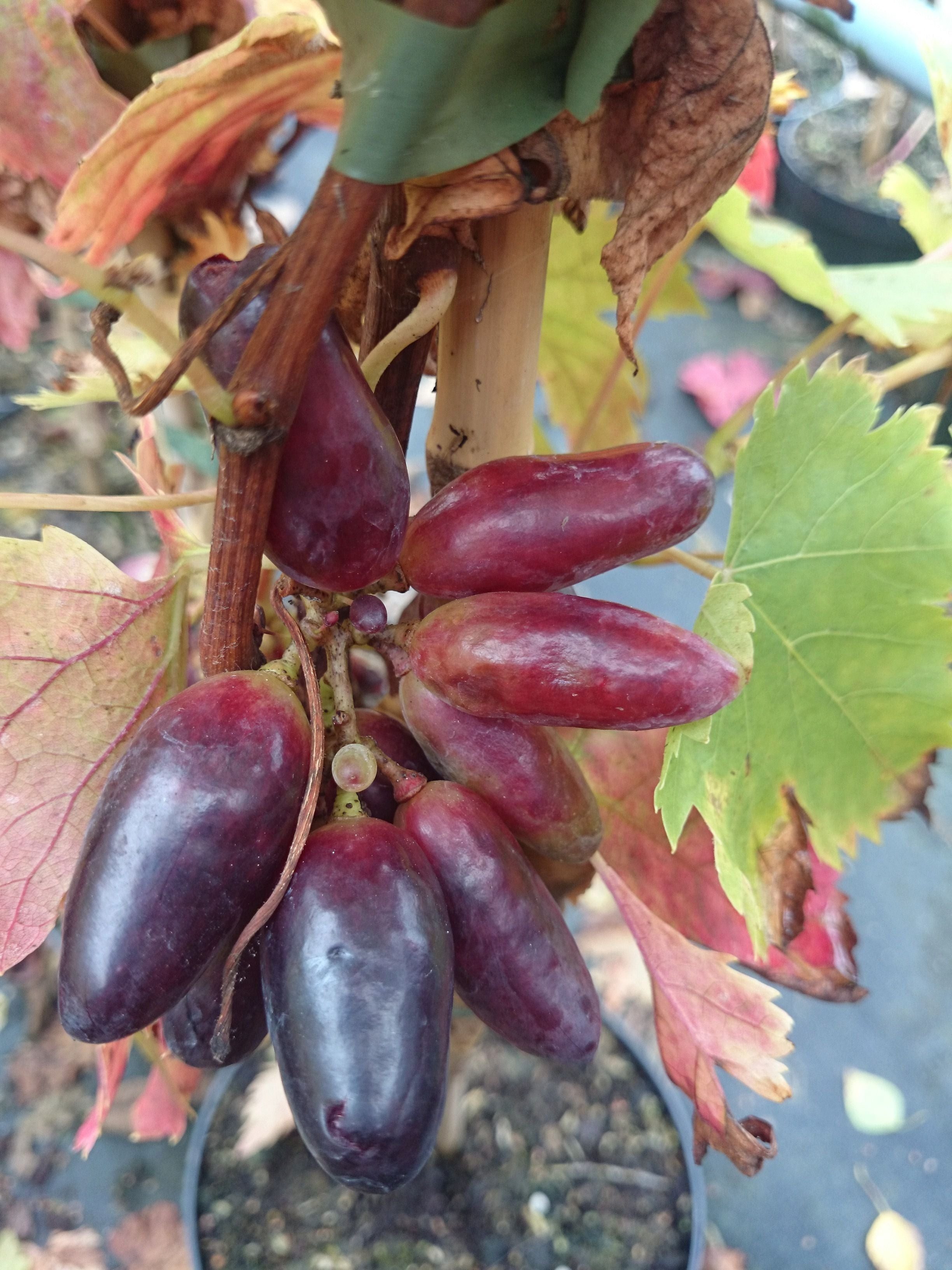 AMO Baumschulen Obstpflanze Weinrebe Souvenir Tafeltraube Vitis vinifera aromatisch