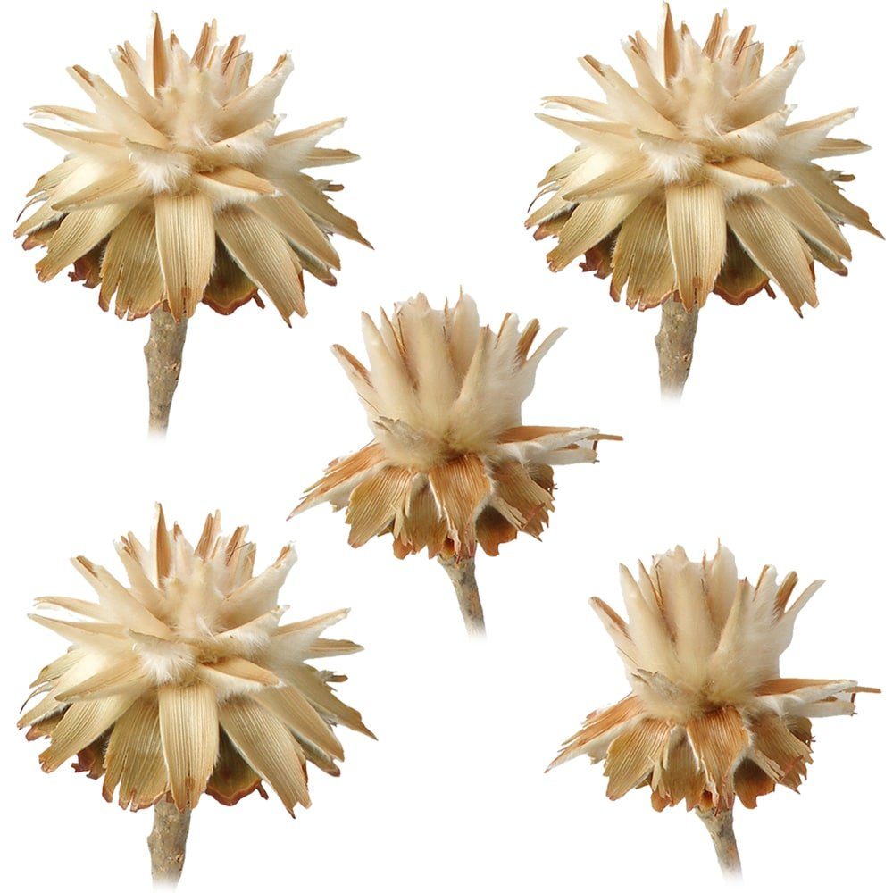 Kunstblume Flaumfeder Plumosum 1 Kopf Trockenblumen hell natur 5er Set Trockenblume, matches21 HOME & HOBBY, Höhe 0 cm