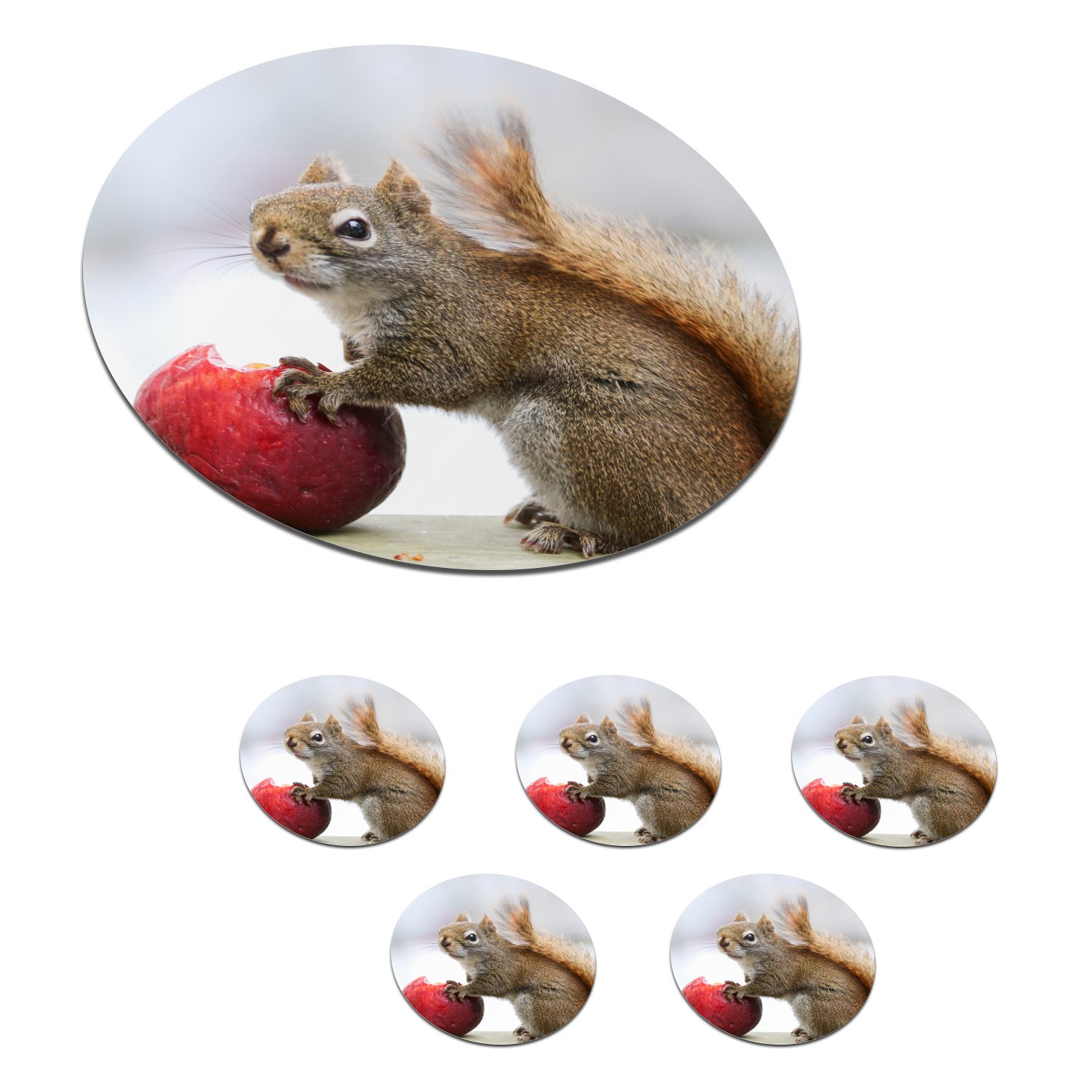 MuchoWow Glasuntersetzer Eichhörnchen isst einen Apfel, Zubehör für Gläser, 6-tlg., Getränkeuntersetzer, Tassenuntersetzer, Korkuntersetzer, Tasse, Becher | Getränkeuntersetzer