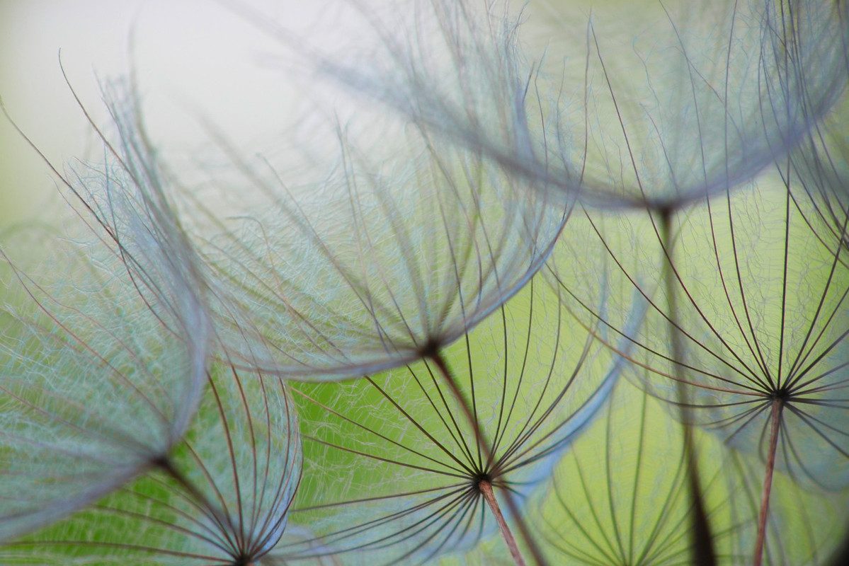 A.S. Création Vliestapete Fototapete Pusteblume Nahaufnahme Grün Blau, glatt, matt, (1 St)