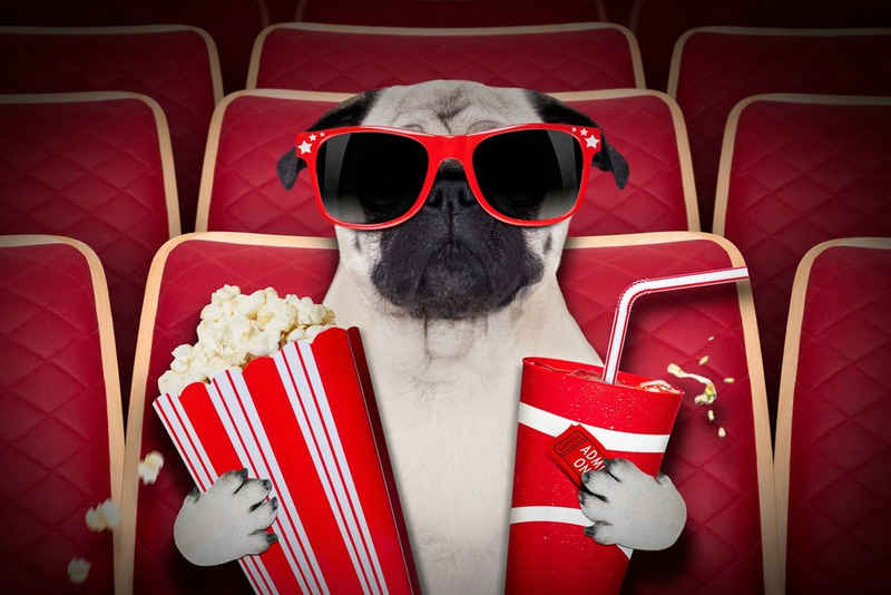Papermoon Fototapete Hund im Kino