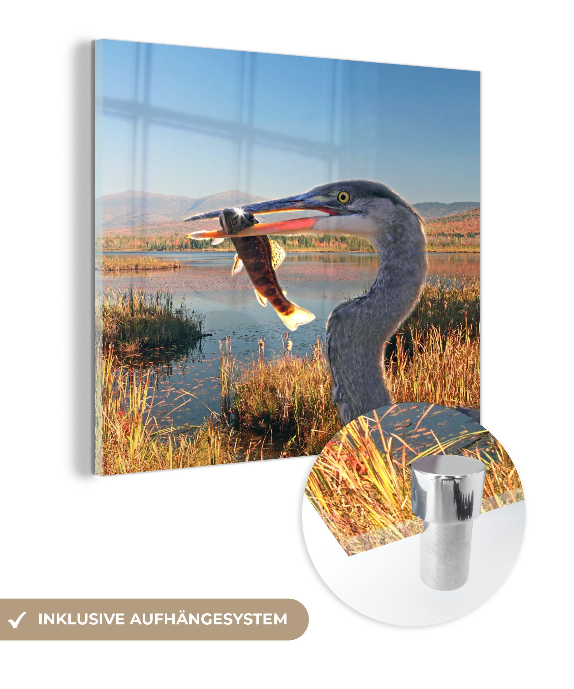 MuchoWow Acrylglasbild Vogel - Fisch - Wasser - Herbst, (1 St), Glasbilder - Bilder auf Glas Wandbild - Foto auf Glas - Wanddekoration