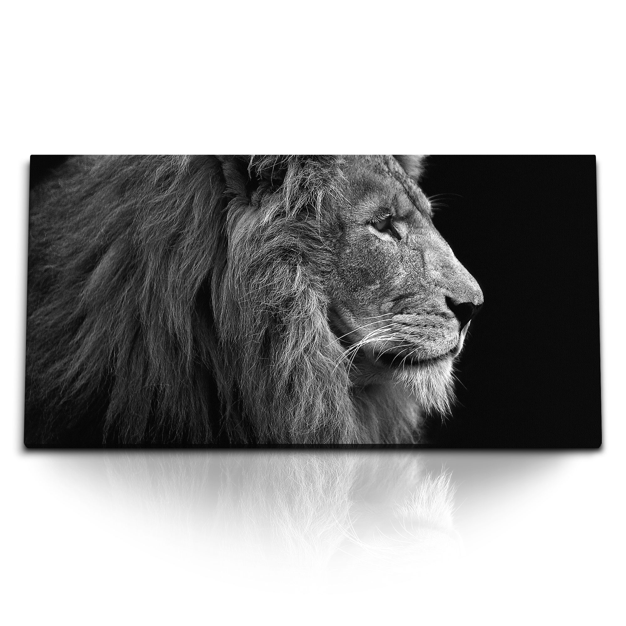 Leinwandbild Kunstdruck Bilder 120x60cm Löwe Raubkatze Großkatze Tierfotografie sch