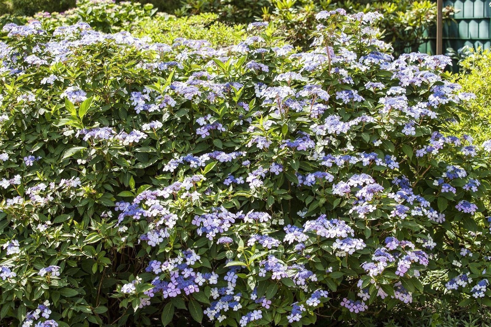 Pflanzen für Dich Gehölze Hydrangea mac. Bodensee, 1 St., Bodensee-Hortensie, Gartenhortensie, Bauernhortensie