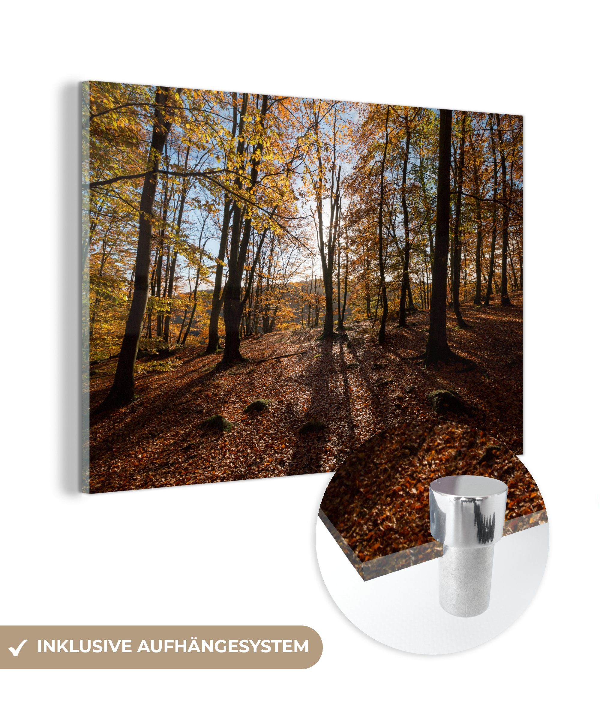 MuchoWow Acrylglasbild Herbstfarben in den Wäldern des Nationalparks Söderåsen in Schweden, (1 St), Acrylglasbilder Wohnzimmer & Schlafzimmer