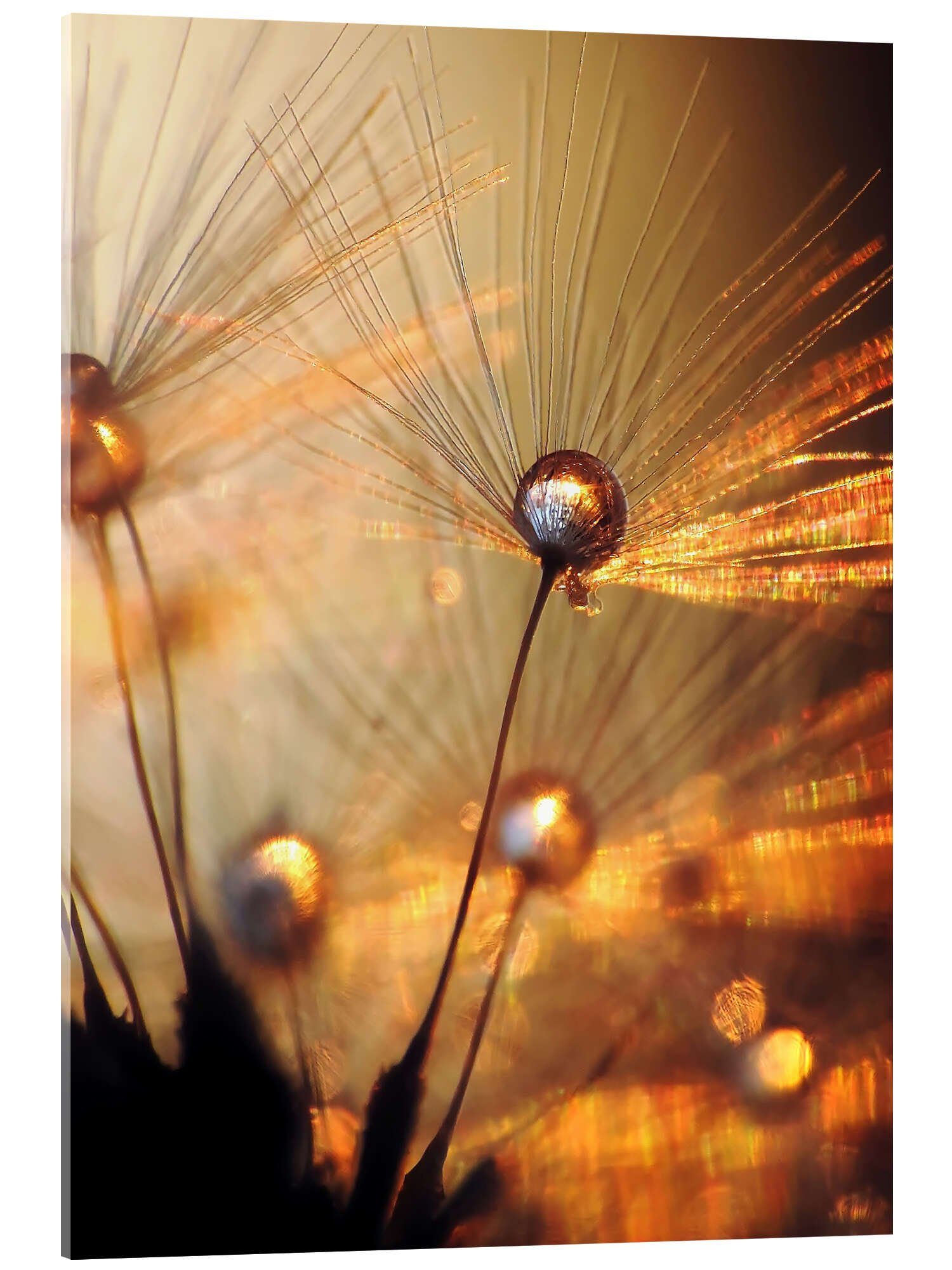 Posterlounge Acrylglasbild Julia Delgado, Pusteblume – Goldexplosion, Fotografie