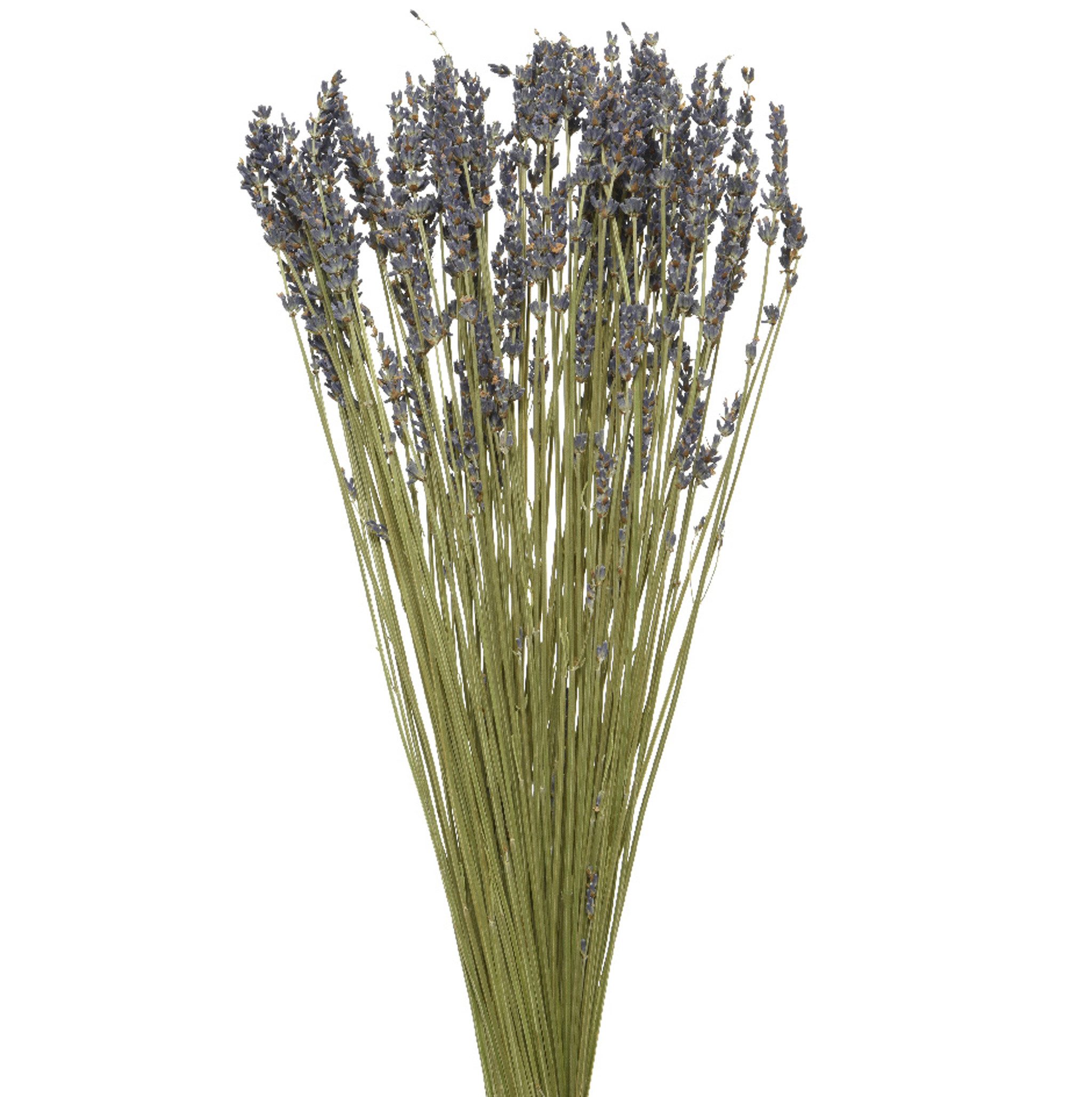 Trockenblume, Decoris season decorations, Trockenblumen Strauß Lavendel 50cm violett 1 Bund