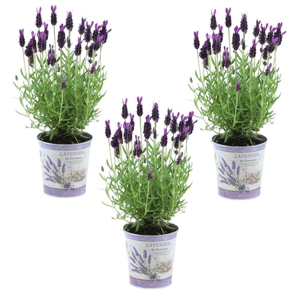 NatureNest Kübelpflanzen Französischer Lavendel Set 3 im Ziertopf Anouk duftend & blühend